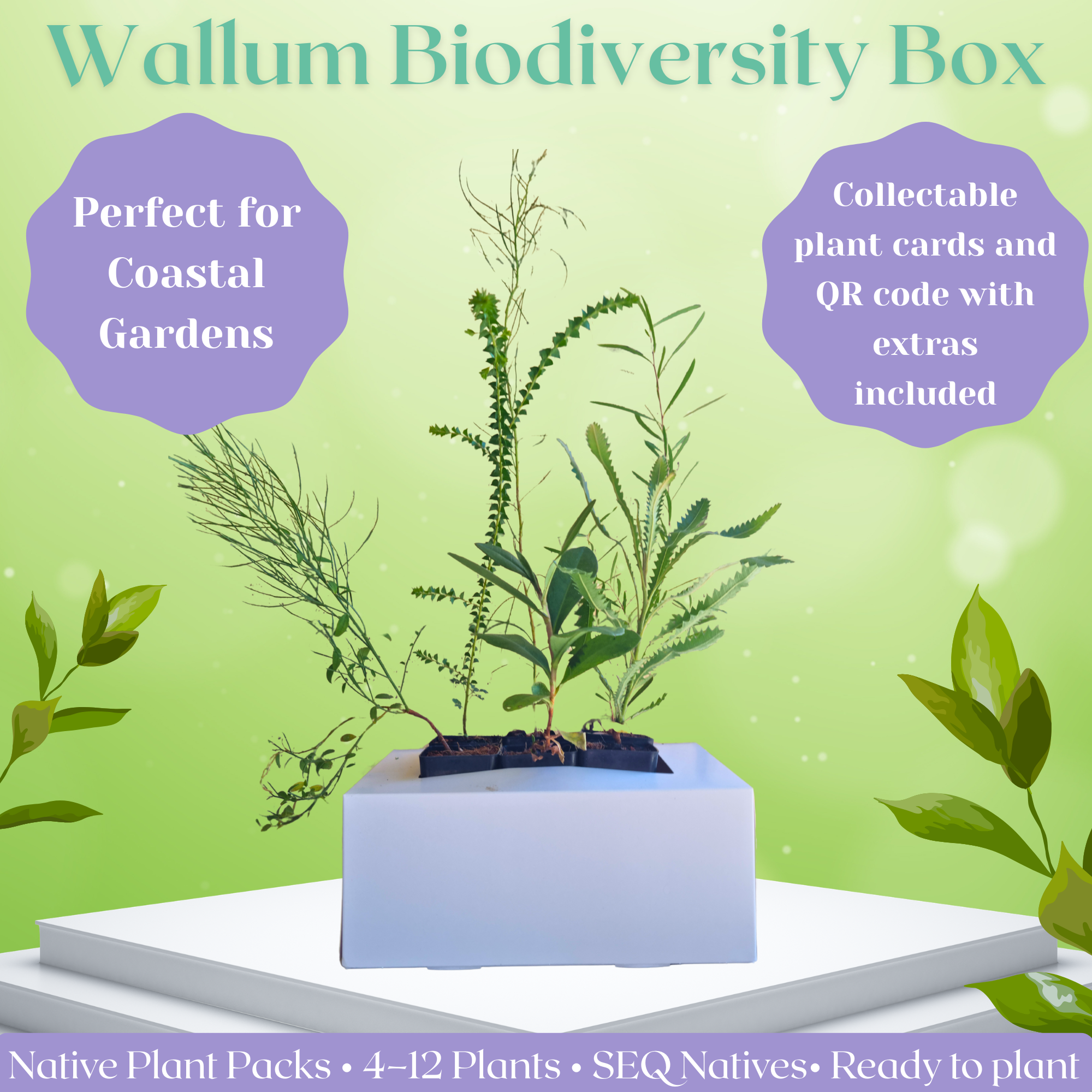Limited Edition Wallum / Heath Rewilding Box – January Project