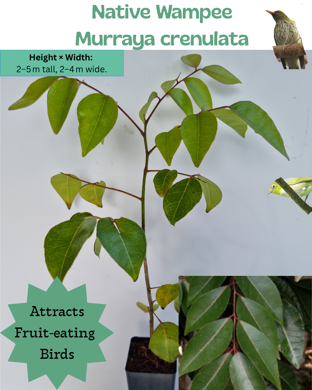 Native Wampee  (Murraya crenulata)