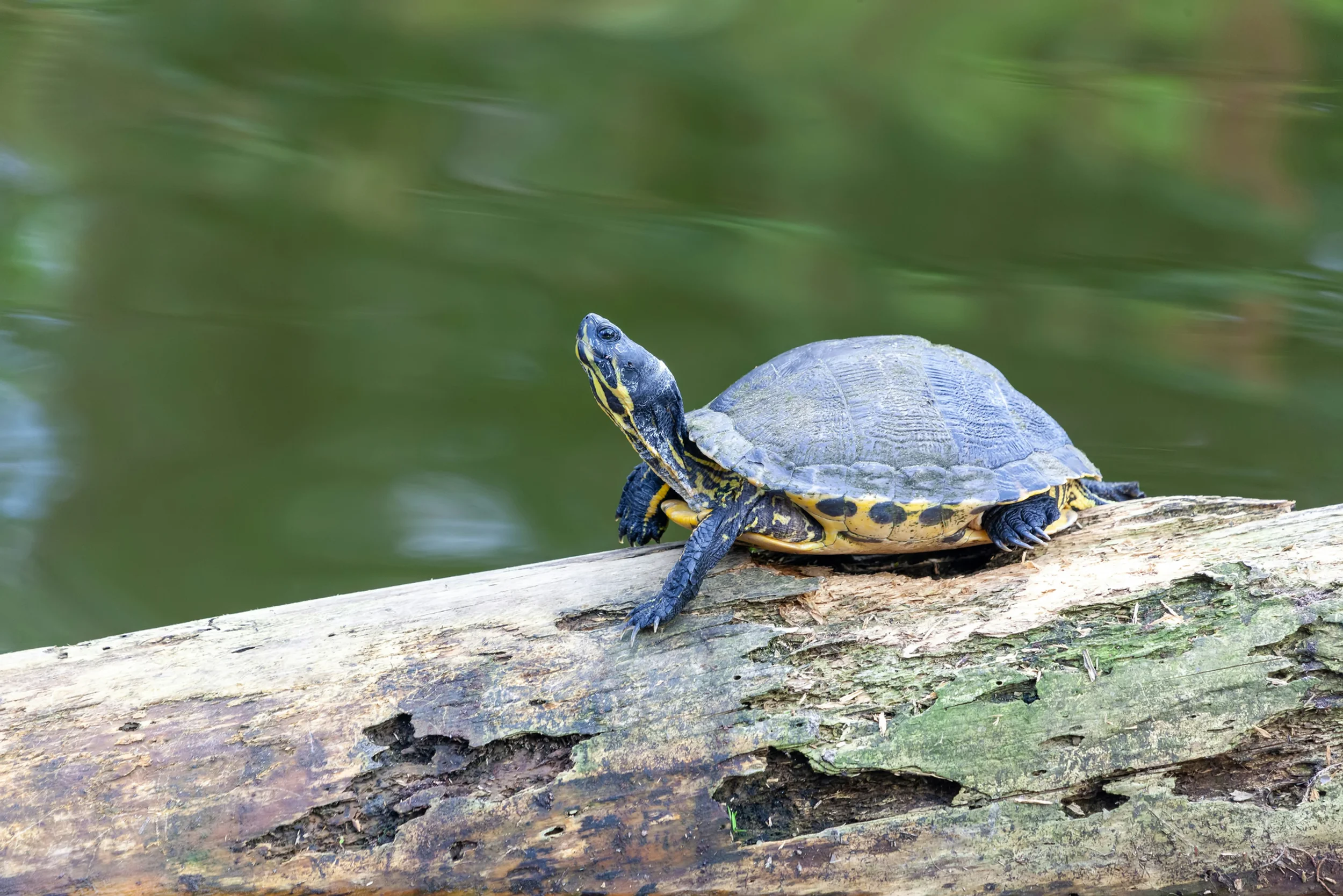 Why every turtle deserves their day in the sun