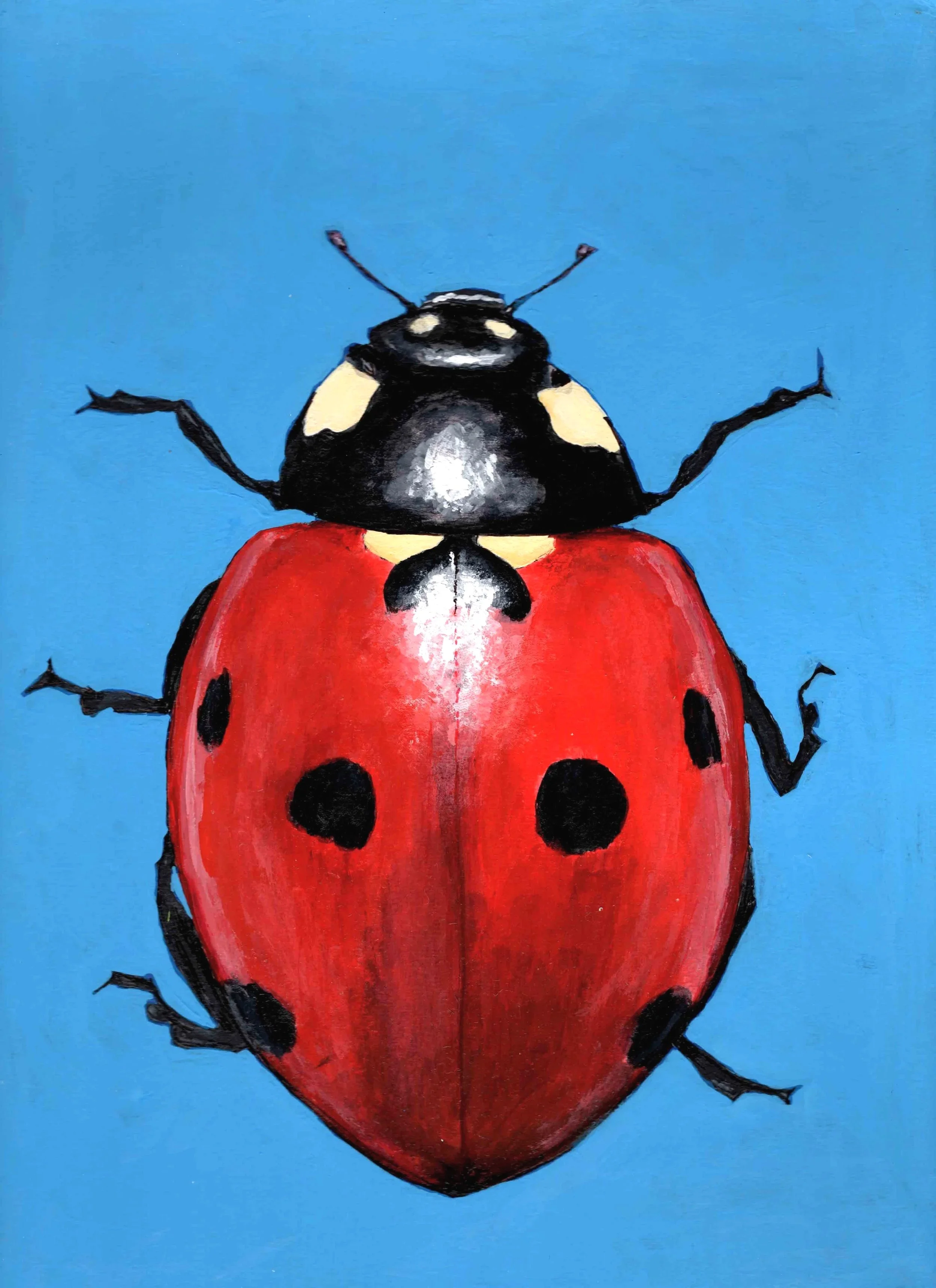 Seven-Spot Ladybird (9"x12") acrylic gouache on artboard