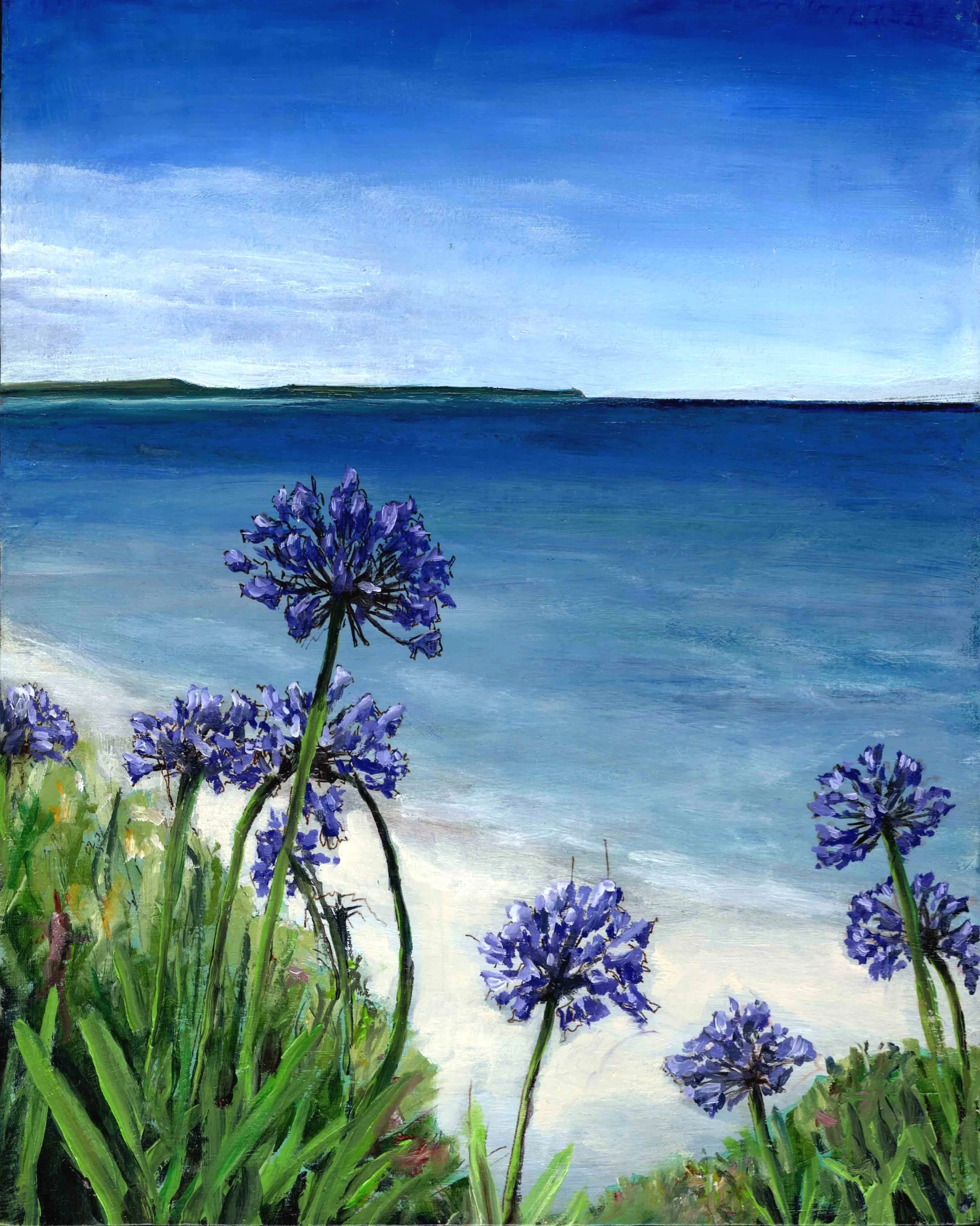 Scilly Isles - Agapanthus (8"x10") oil on panel