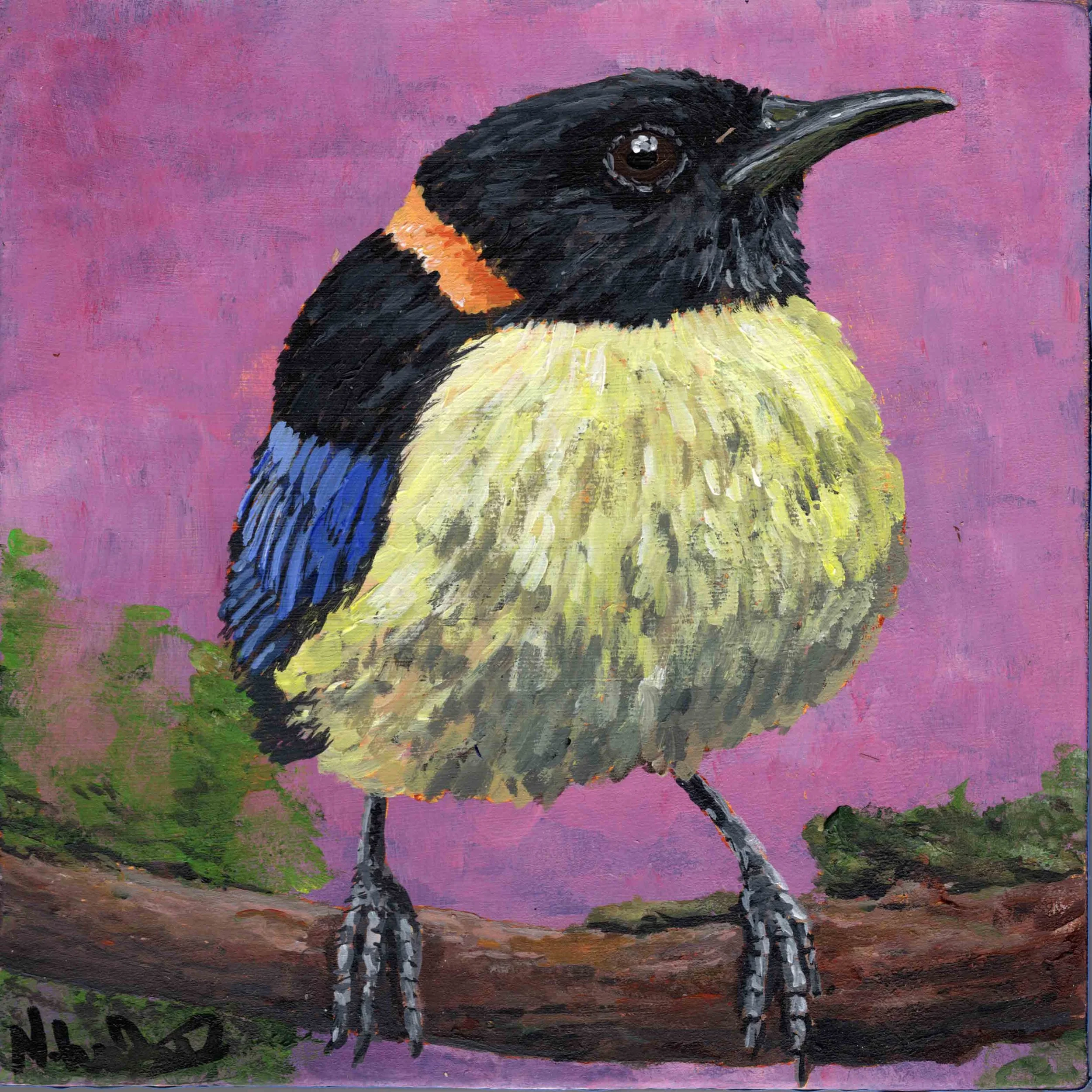Golden-Collared Honeycreeper (8"x8") acrylic on wood panel