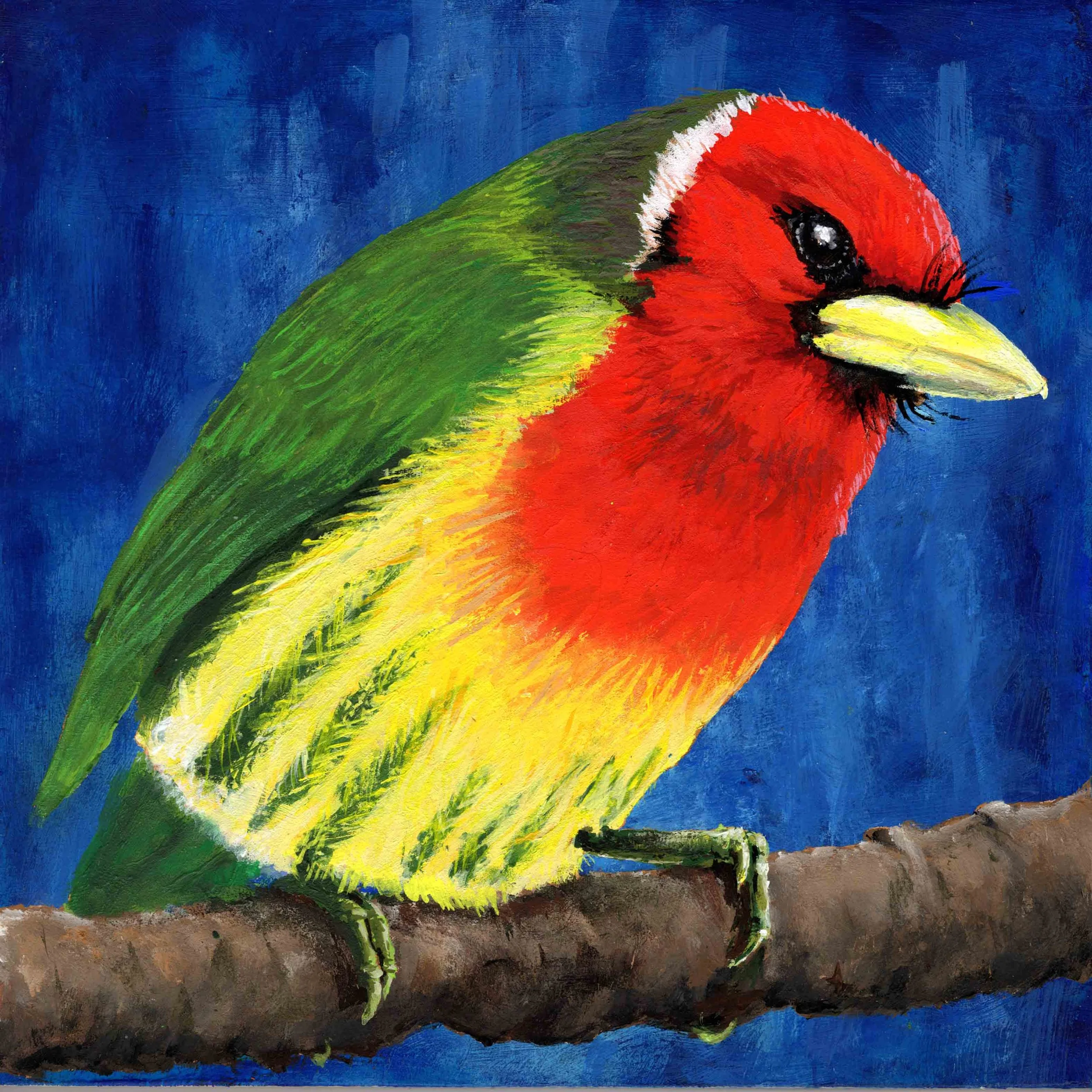 Red-Headed Barbet (8"x8") acrylic on wood panel