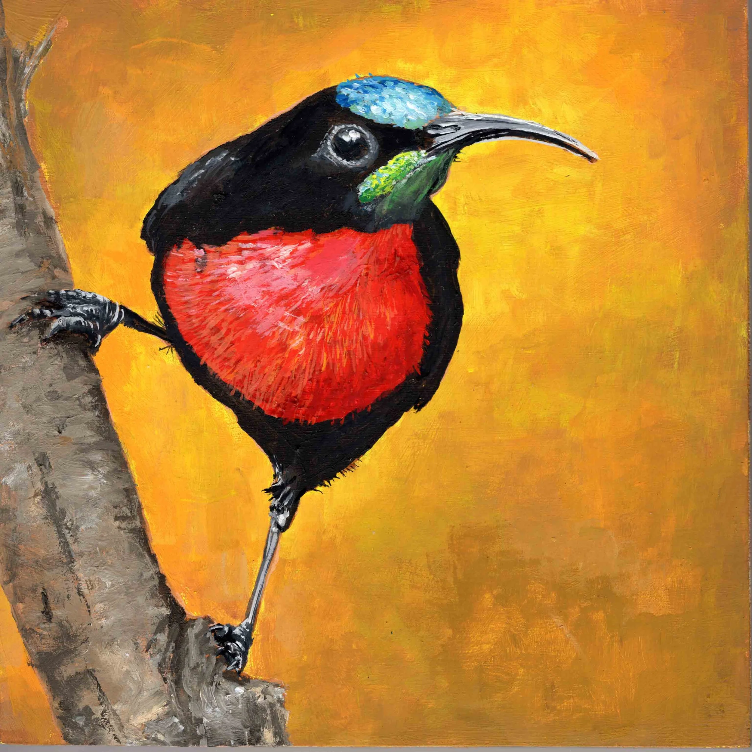 Scarlet-Chested Sunbird (8"x8") acrylic on wood panel