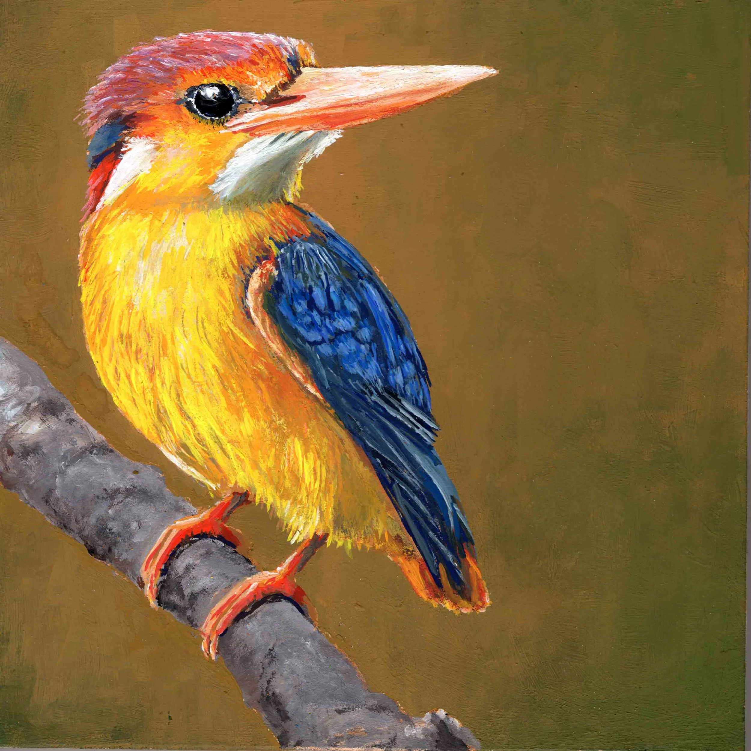Dwarf Kingfisher (8"x8") acrylic on wood panel