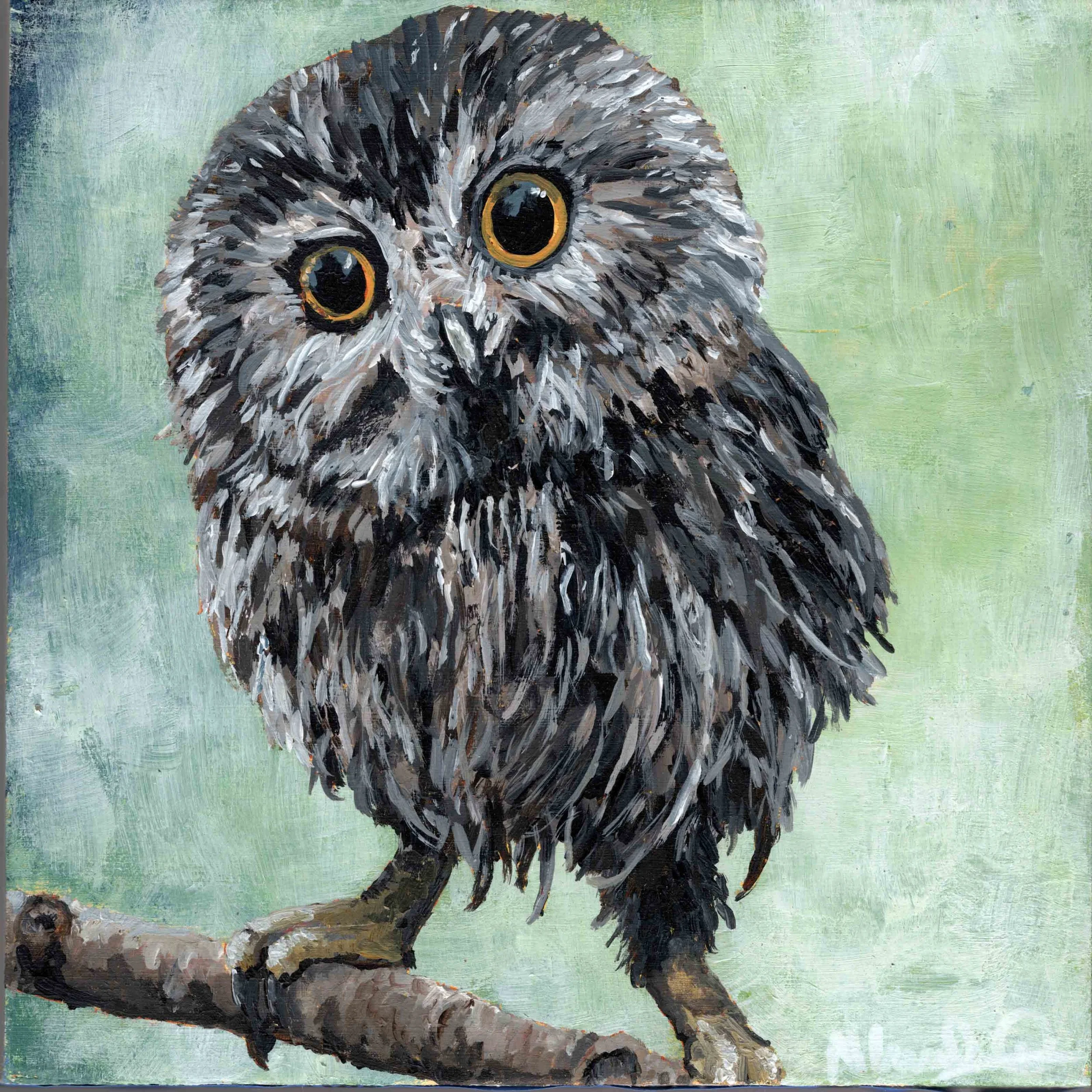 Northern Sawhet Owl (8"x8") acrylic on wood panel
