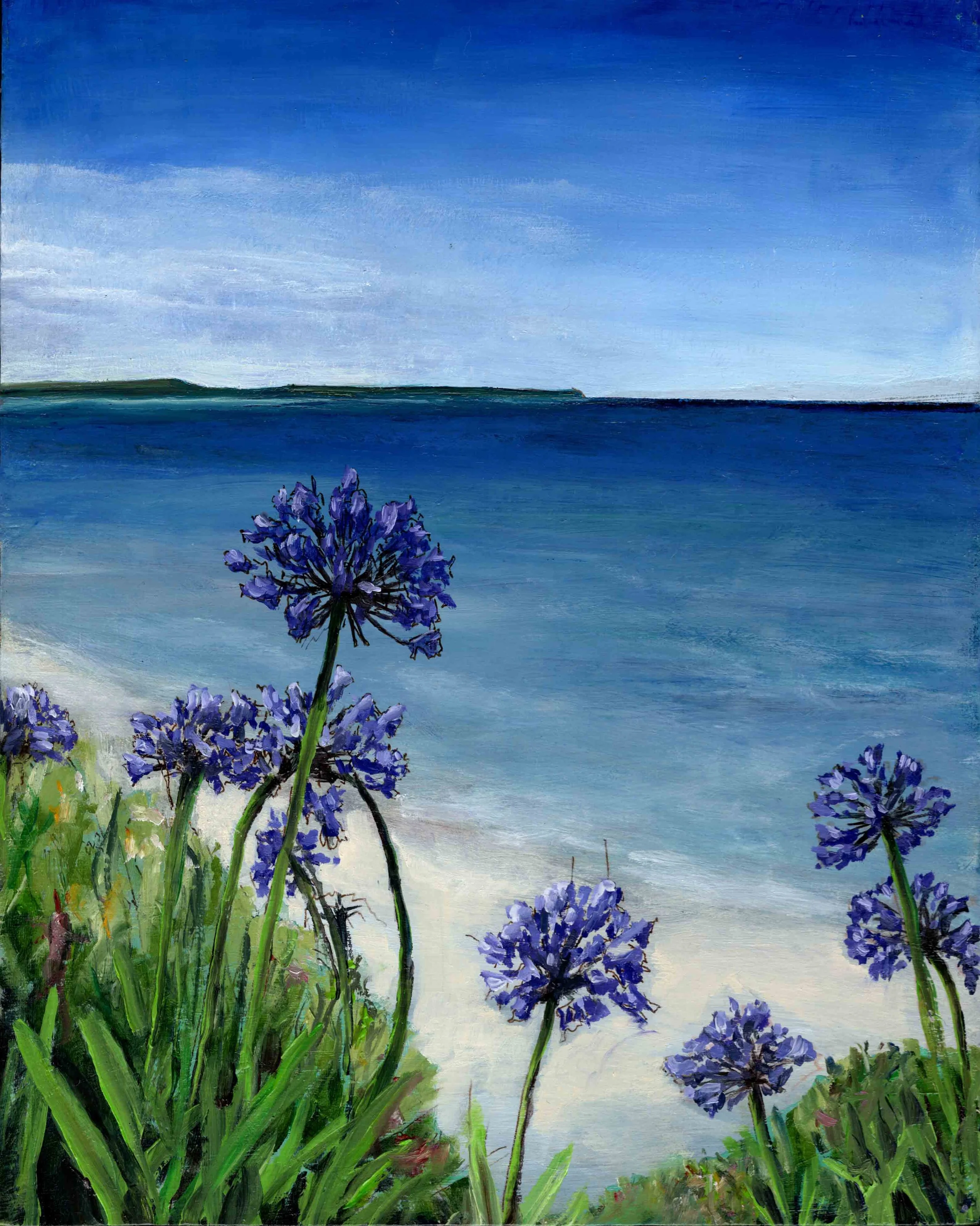 Agapanthus, Scilly Isles (8"x10") oil on panel
