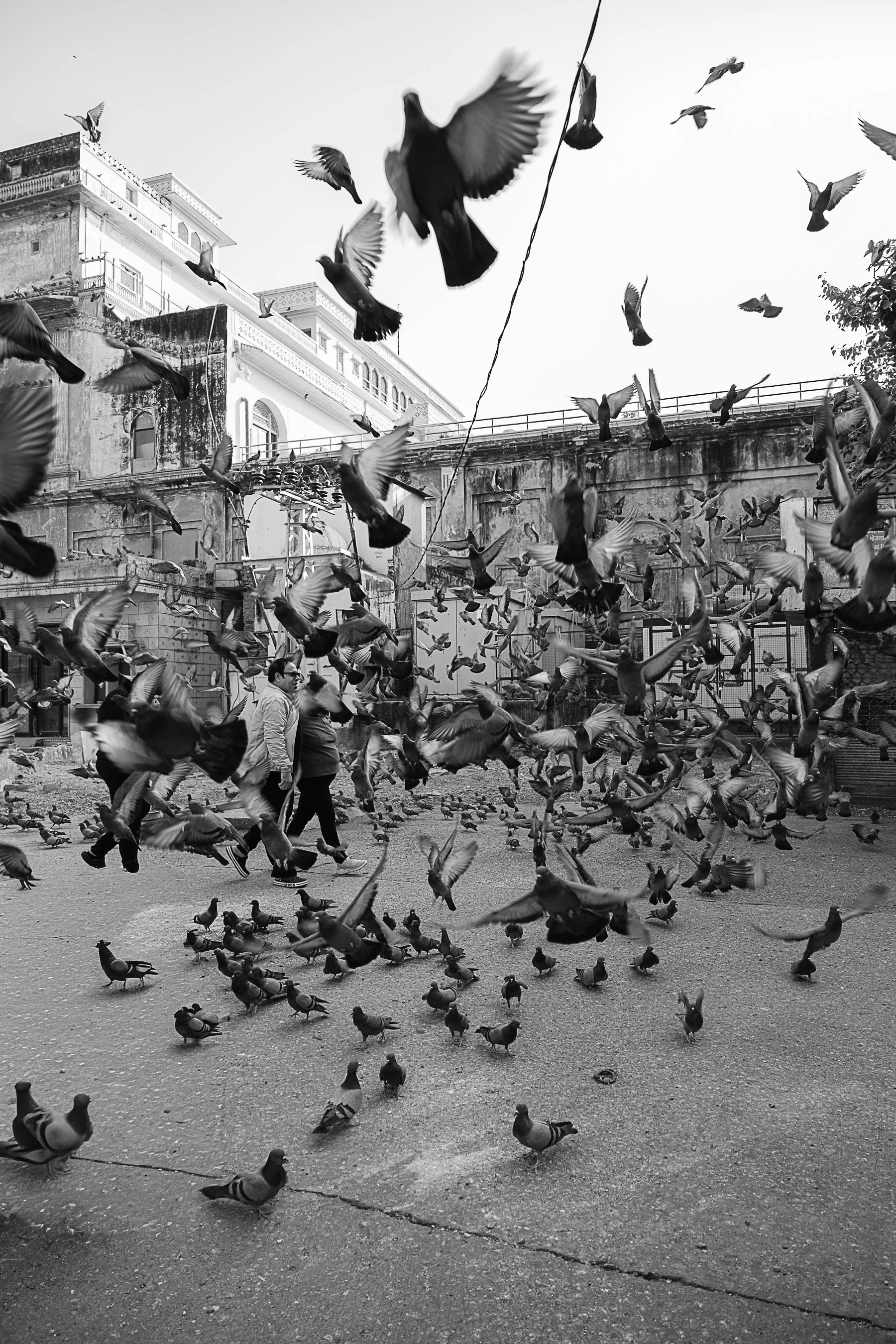 jaipur website-1-12.jpg