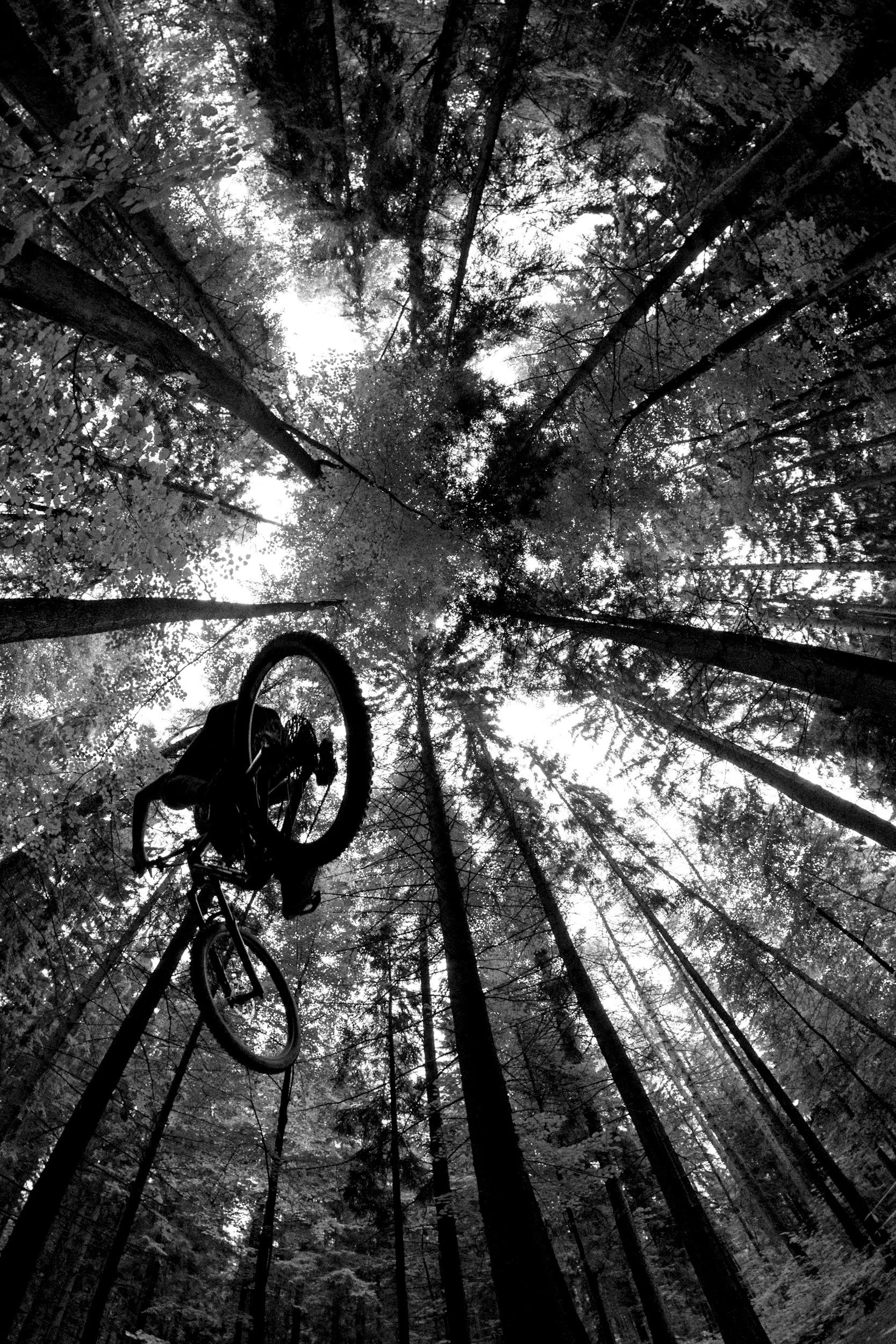A person mountain biking on a trail in a dense forest, depicted in black and white, with tall trees reaching toward the sky.