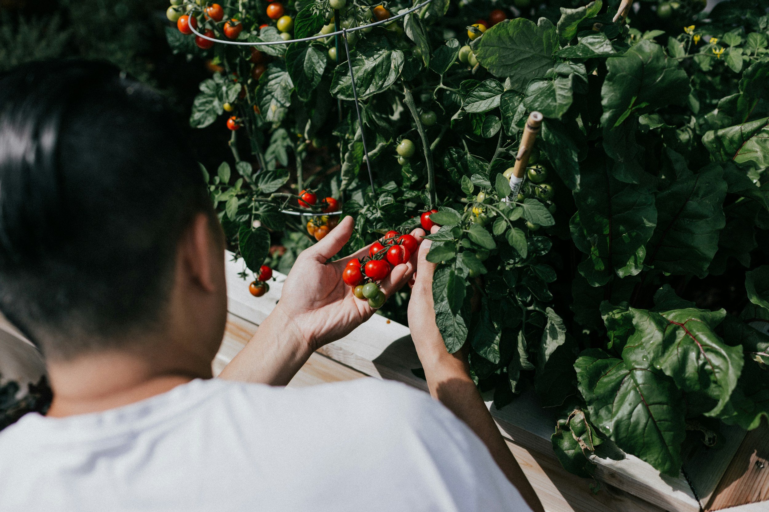 Person harvesting ripe red cherry tomatoes from a vine in a garden.