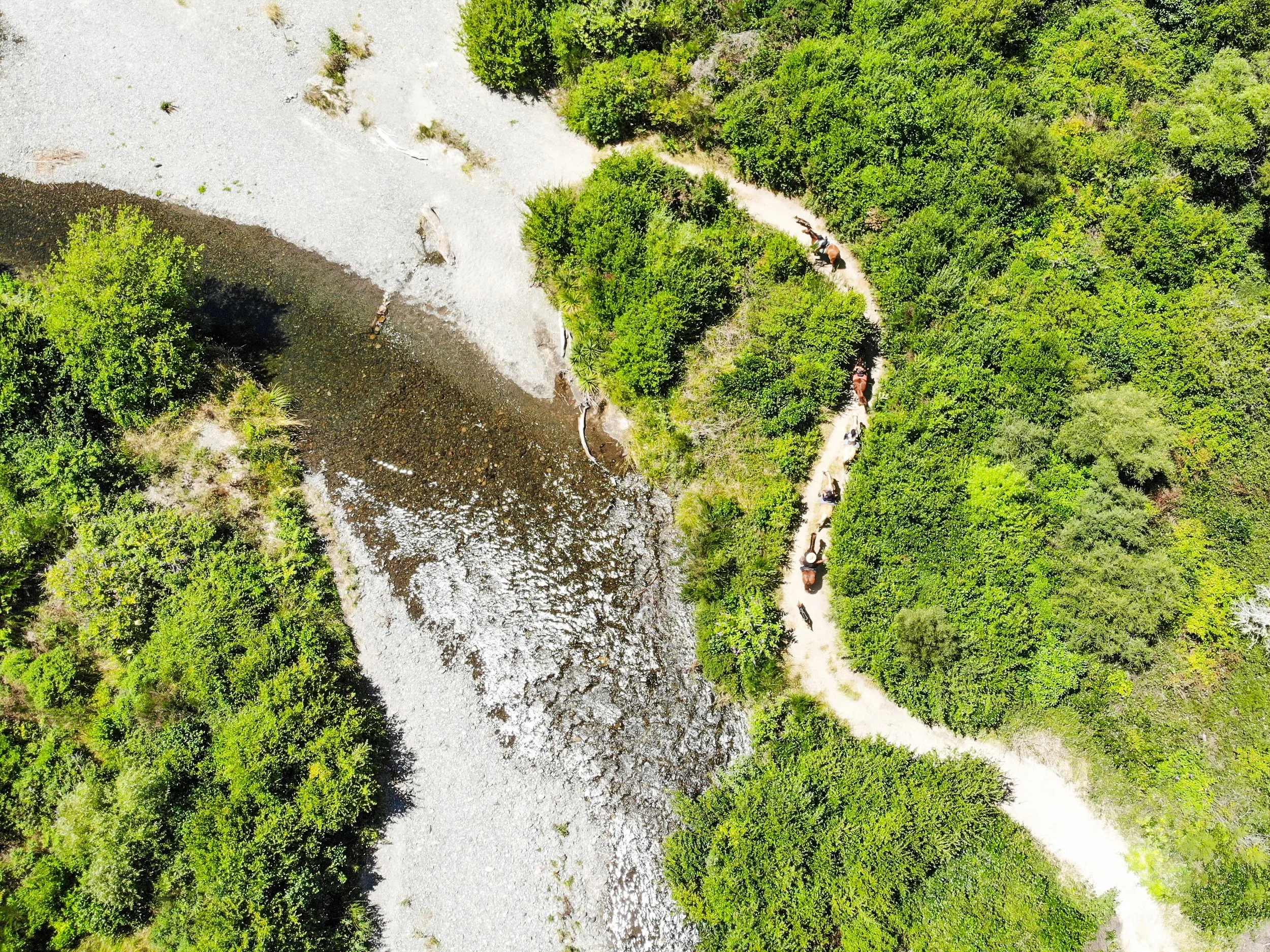 Aerial view of a narrow dirt trail winding through dense green forest with horses and the waimarino river running alongside.