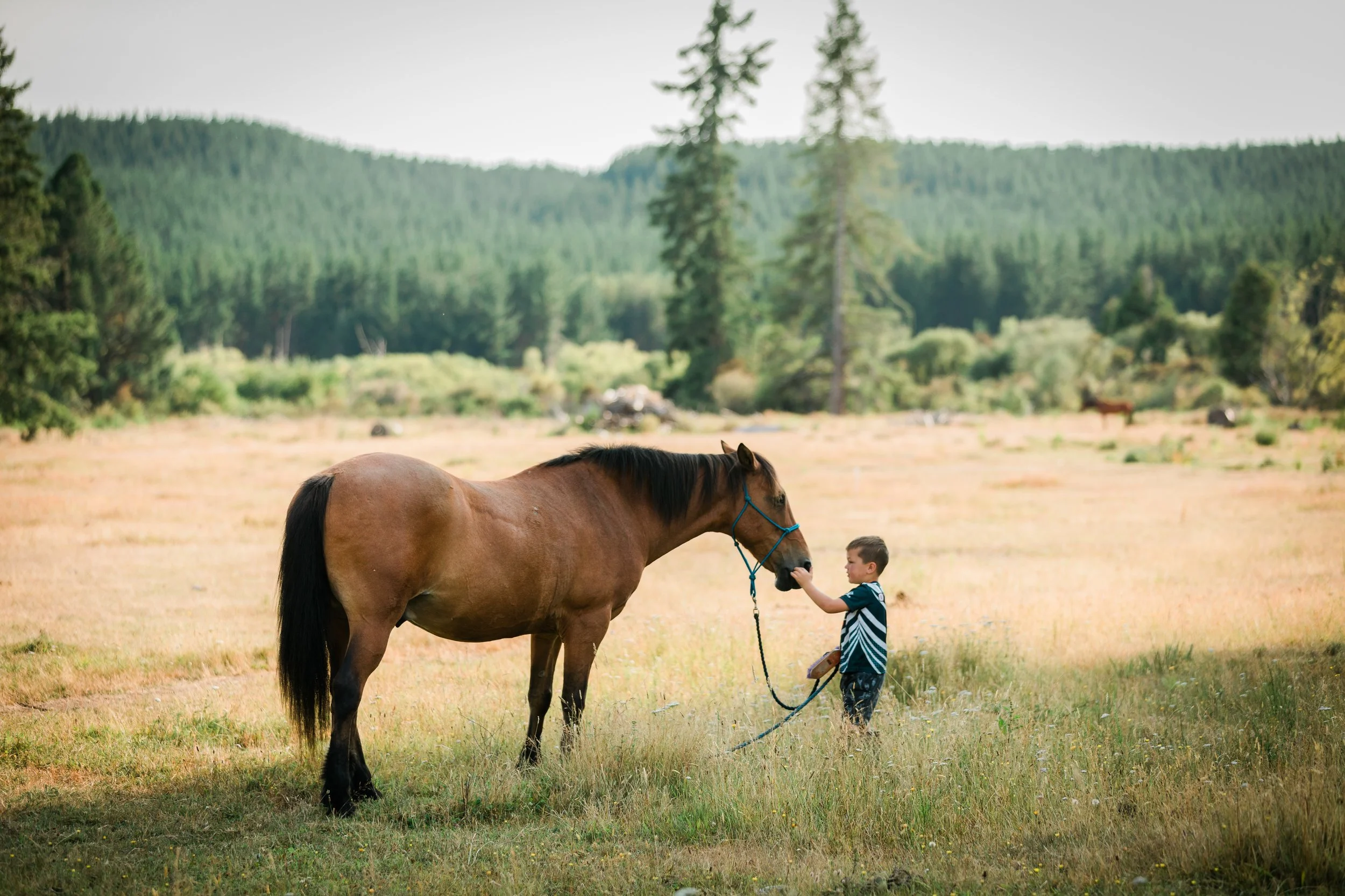 A young boy is holding the lead rope of a brown horse in a grassy field with a forested mountain in the background.