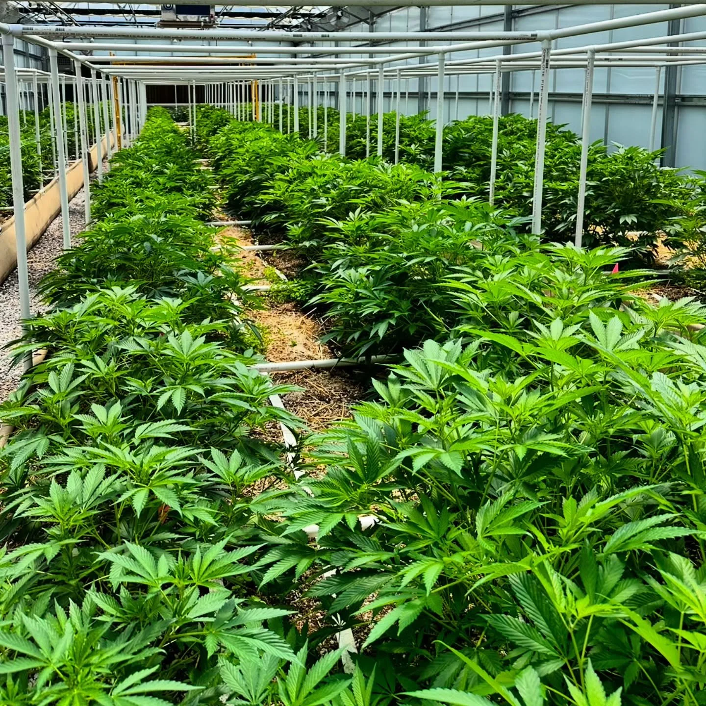 In veg we let nature and time do their thing 🌱 No pruning or defoliation &mdash; just patience and OMRI-listed organic foliar sprays to keep the plants clean and thriving.

#ARCfarms #CraftGrown #HighCBD #OrganicCannabis #AZgrown #LivingSoil #Regene