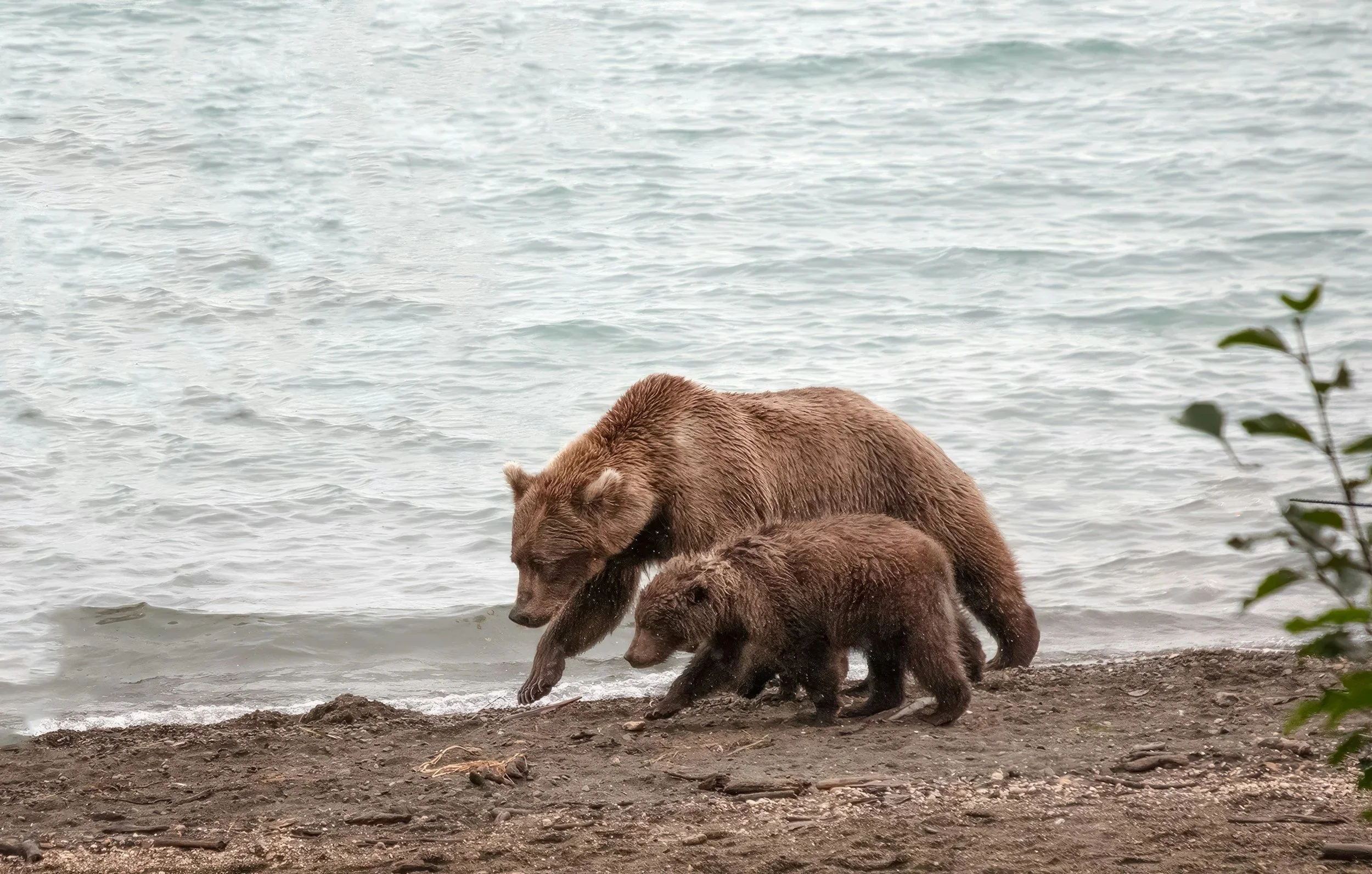 A mother bear and her cub walking along the shoreline of a lake or river, with water in the background and some foliage visible in the foreground.