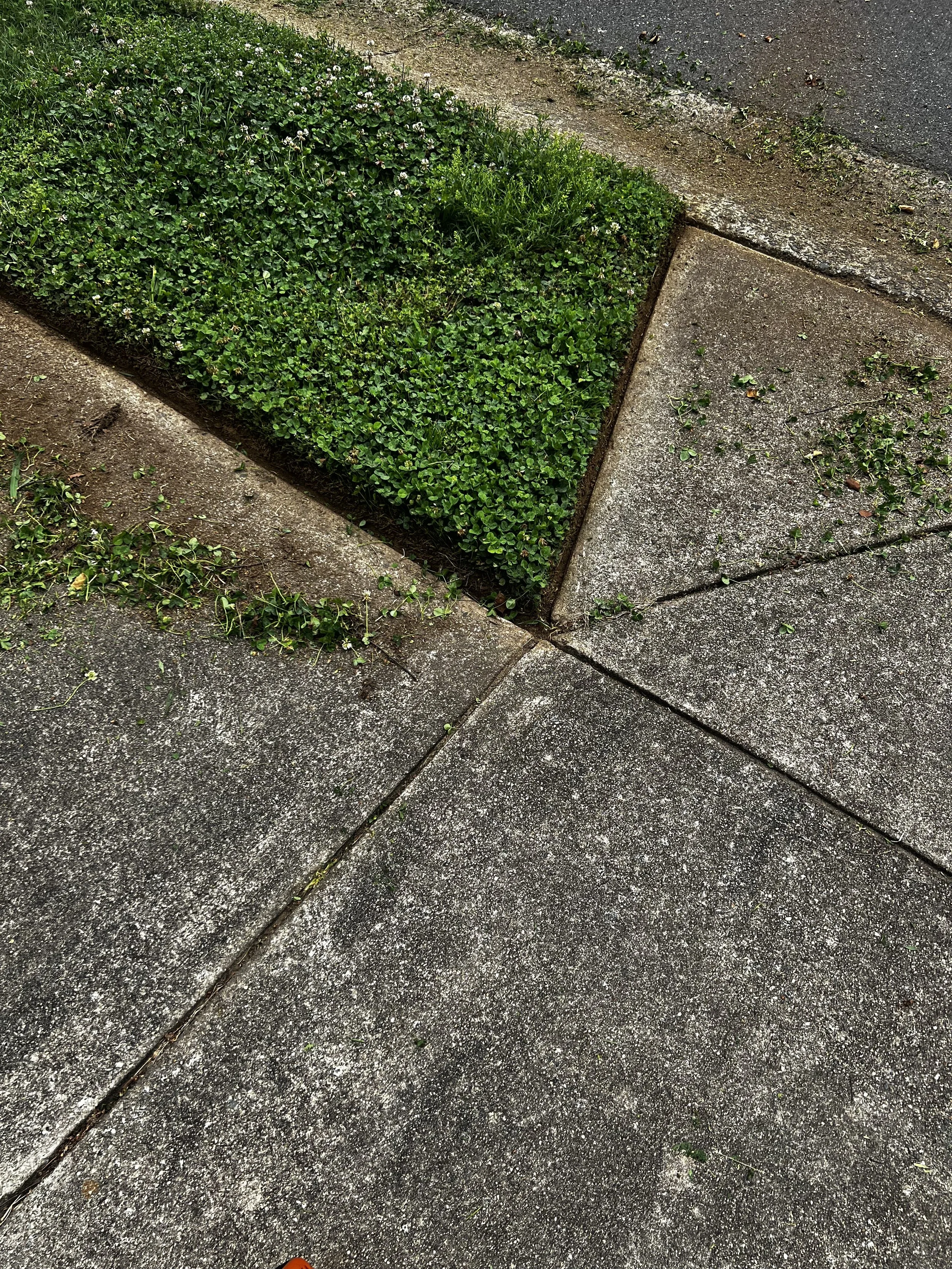 Close-up of a concrete sidewalk with a small patch of greenery with a crisp edge in a triangular shape surrounded by concrete slabs.