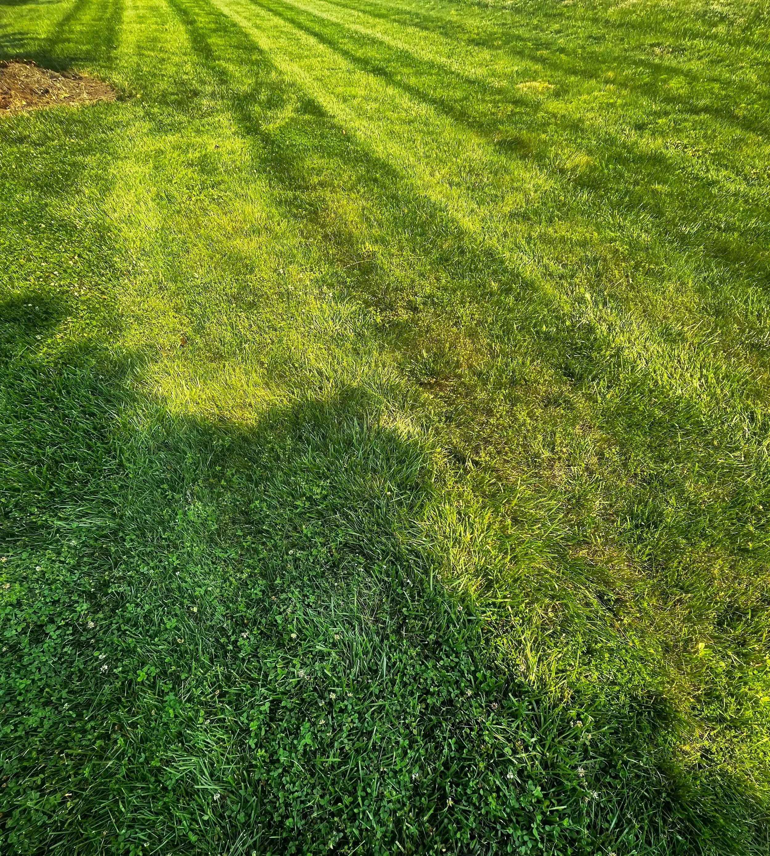 A grassy lawn with patches of fresh and slightly worn grass, illuminated by sunlight, with a garden bed on the left side.