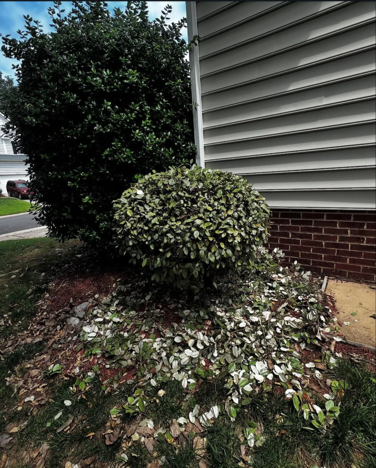 A well-maintained green hedge runs parallel to a concrete sidewalk, with a grassy area separating the hedge from the sidewalk. Trees are visible in the background.