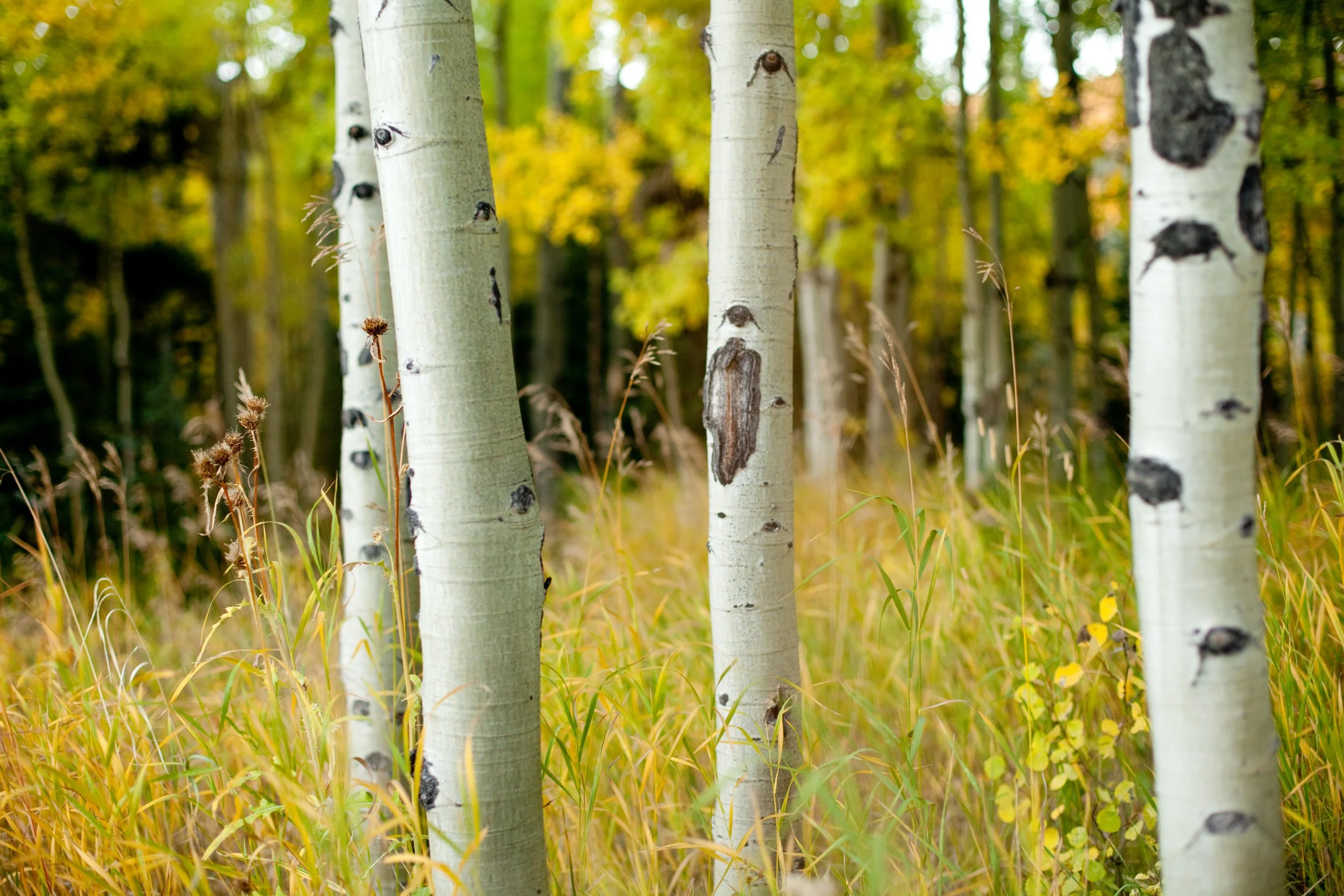 Close-up of several white aspen trees with black markings in a forest with yellow-green leaves and grass.