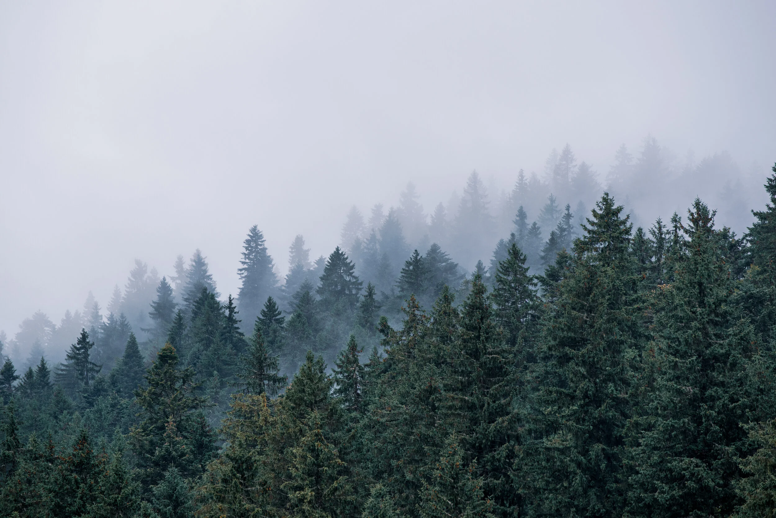 A foggy mountain landscape filled with dense pine trees.