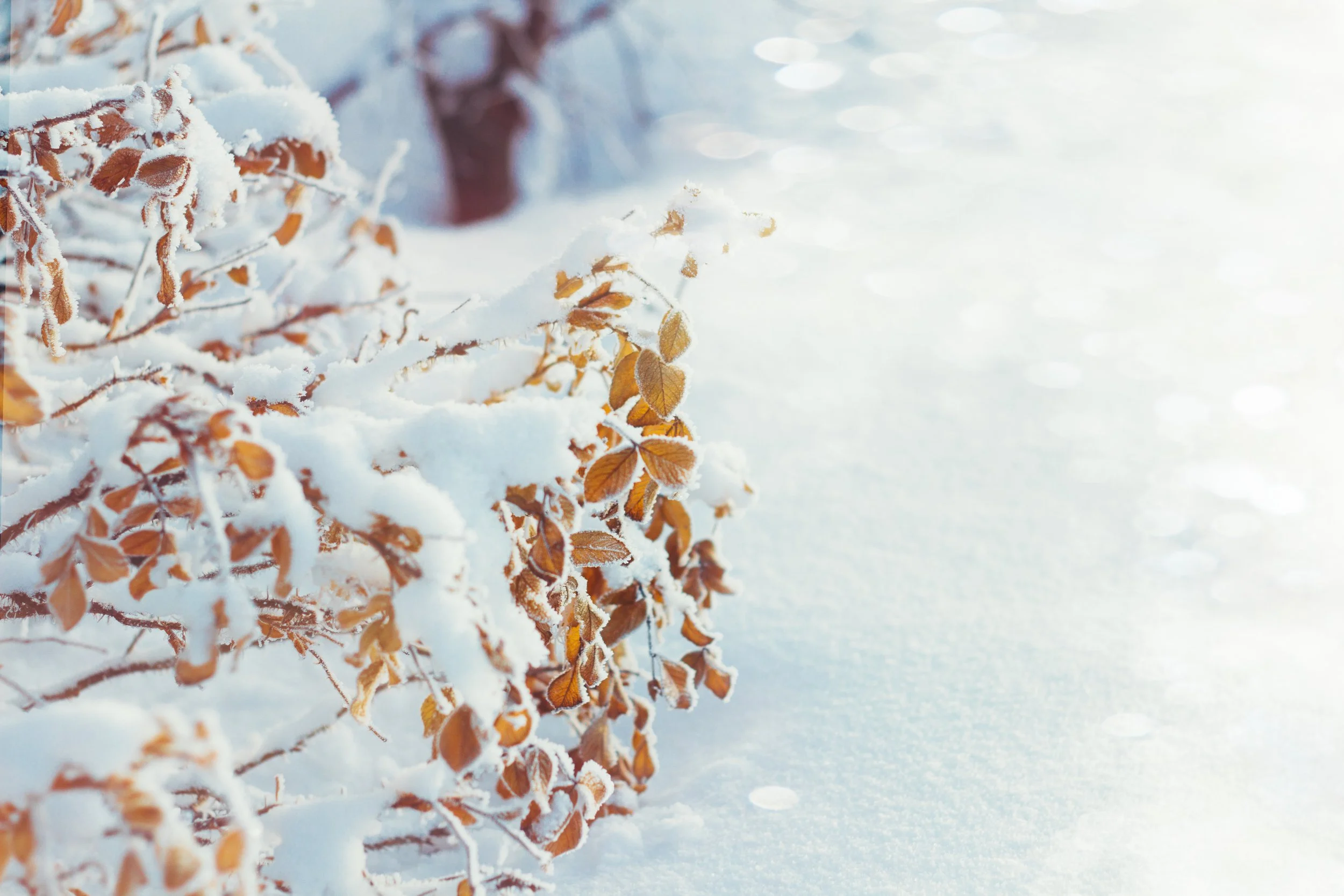 Bush with brown leaves covered in snow, in a snowy landscape under bright sunlight.