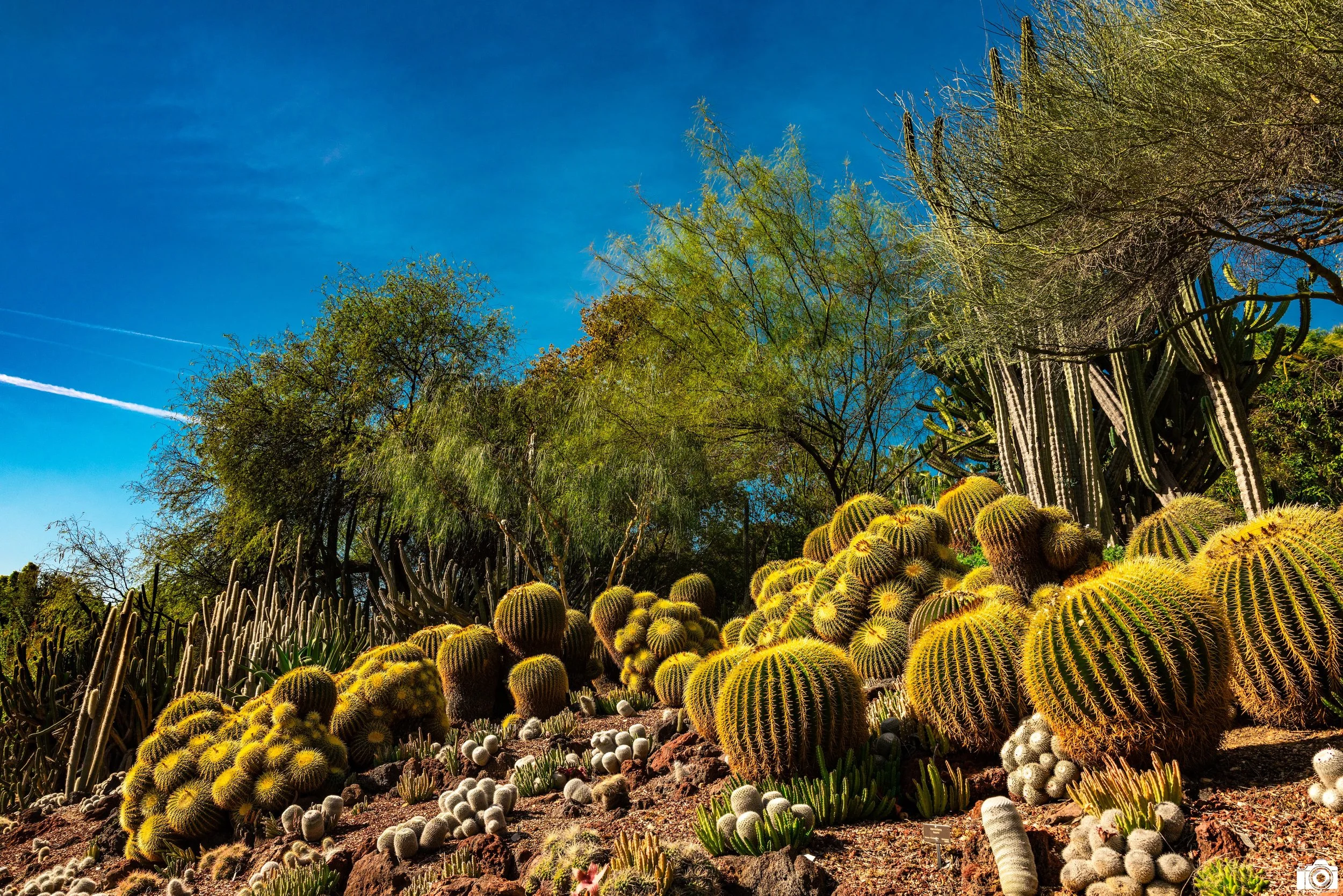 2025 - Balls of Thorns.  Shot with a Canon EOS R5 // 24-70mm f/2.8 L @ 24mm f8 - ISO 200 - 1/400s.