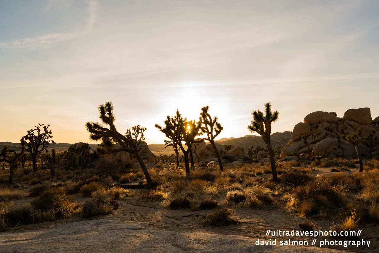 2025 - Sun-baked Joshua Trees. Shot with a Sony a7c II // FE 12-24mm G @ 24mm f/8 ISO 100 - 1/100s.