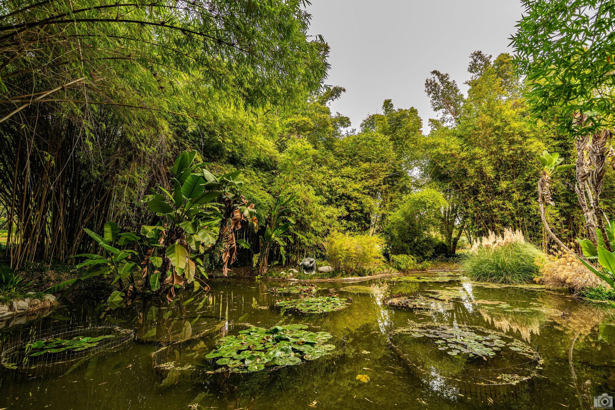 2024 - Ultra-Wide Lily Pond.  The Lily ponds at the Huntington Botanical Gardens were designed and curated by William Hertrich (1878-1966) and were completed in 1905.  Shot with a Sony a7c II // 12-24mm f/4 G @ 14mm - ISO 640 - 1/160s.