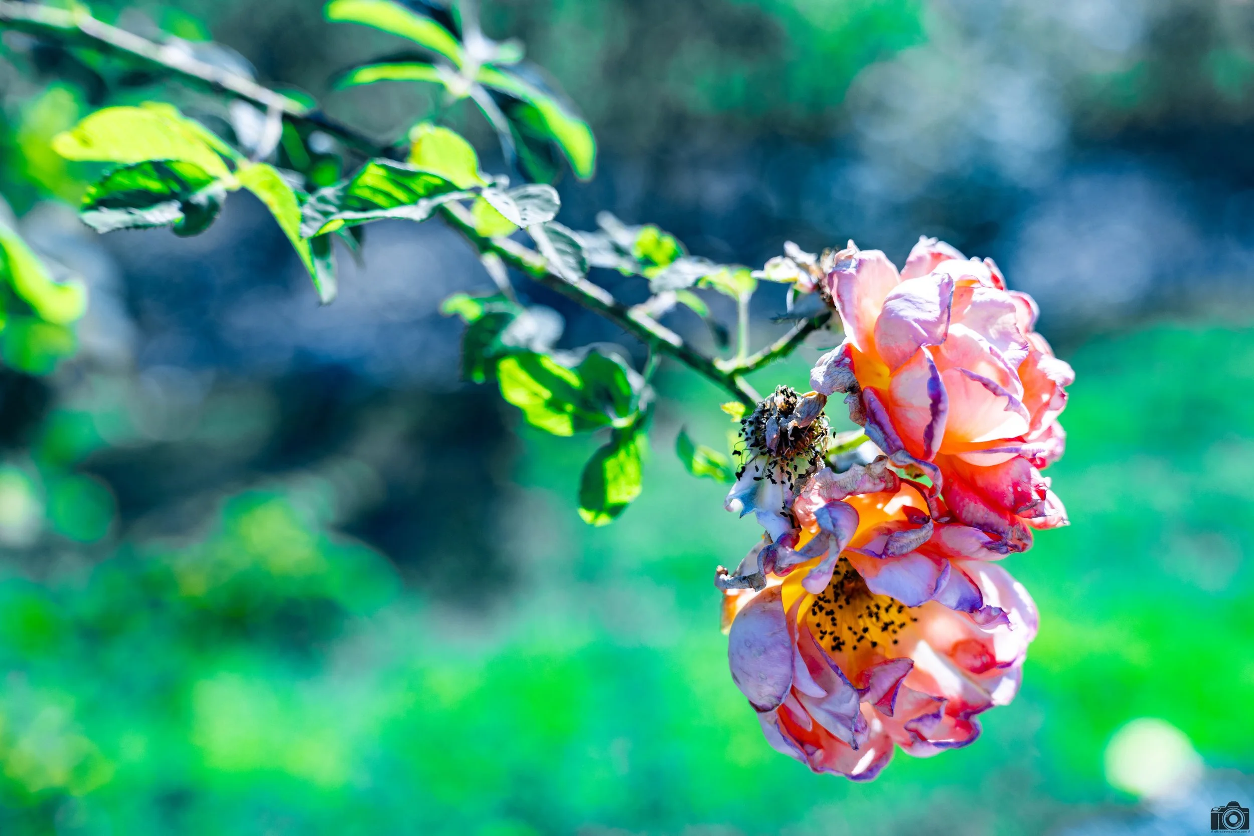 2025 - Every Rose Has Its Thorn.  Shot with a Canon EOS R5 // 70-200mm f/4 L @ 70mm f/4 - ISO 100 - 1/400s.