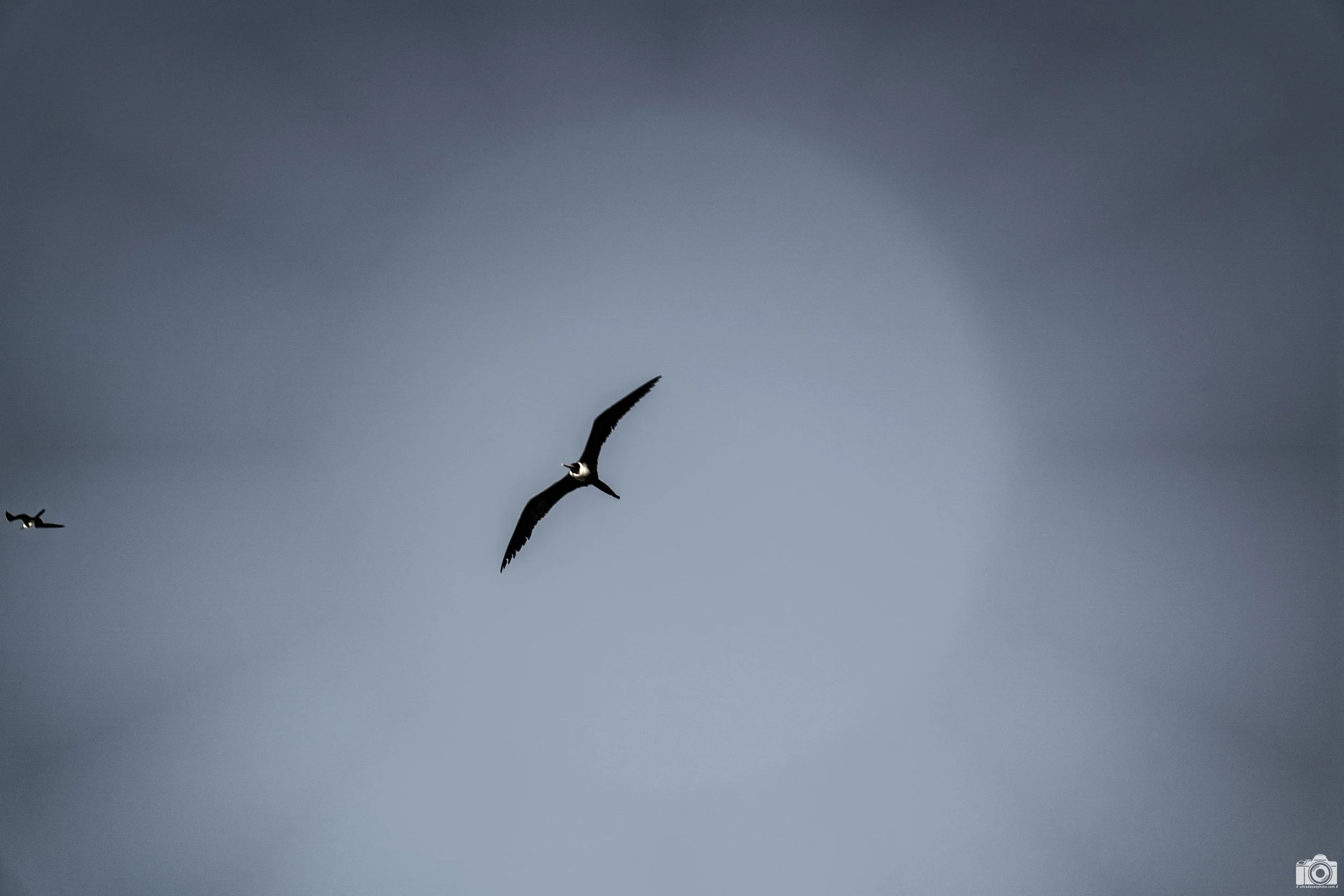The Bird in the Sky.

Shot taken with a Sony a7C // FE 24-240mm @ 240mm - F6.3 - ISO 100 - 1/160s.