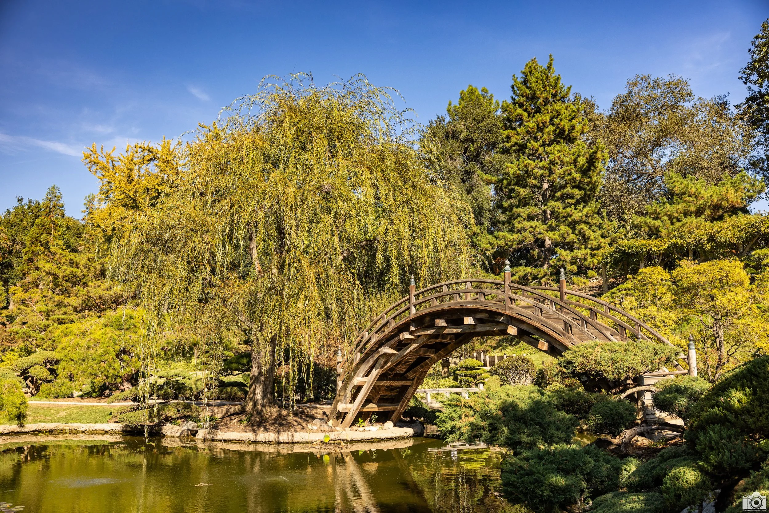 2025 - Off Limits Bridge.  This is a pretty neat arc bridge in the Japanese Garden.  Unfortunately it's fenced off so there's no access to cross it.  Shot with a Canon EOS R5 // 24-70mm f/2.8 L @ 33mm f/4 - ISO 100 - 1/400s.