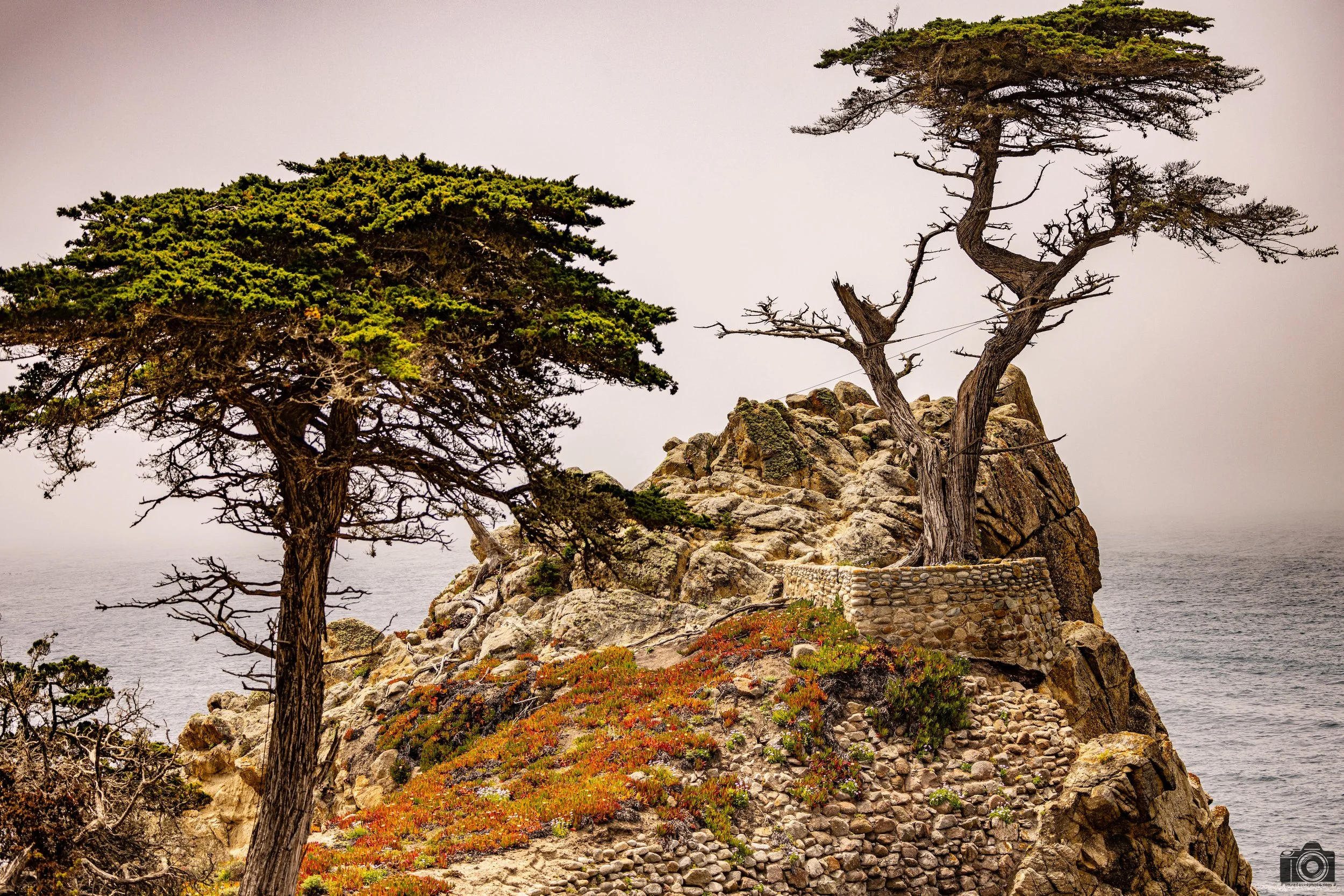 The Details In The Foliage.  Shot taken with a Canon EOS R5 with an RF 70-200mm f/2.8L @ 70mm - f/2.8 ISO 100 1/3200s.