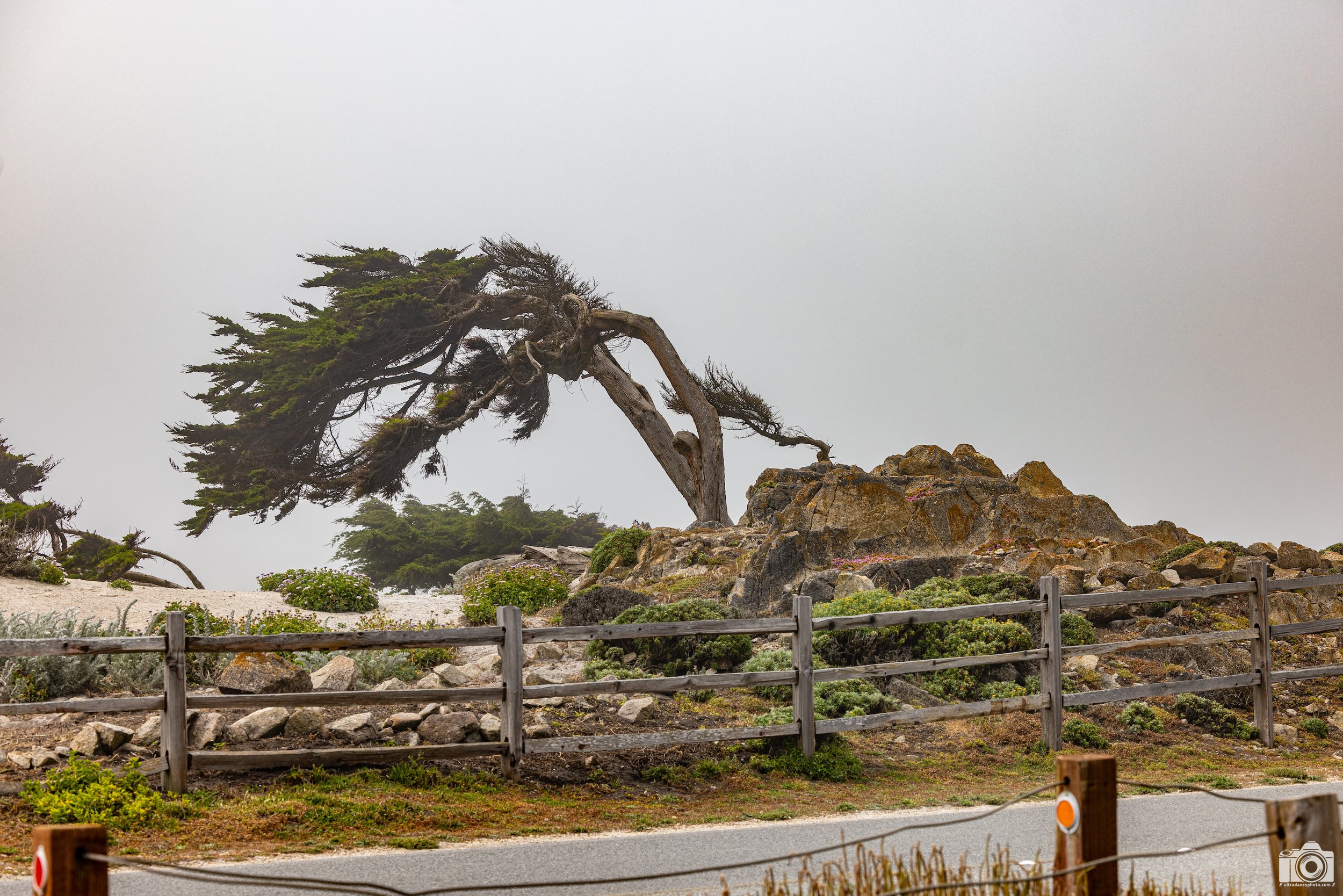 The Tree Of Sadness.  Shot taken with a Canon EOS R5 with an RF 70-200mm f/2.8L @ 89mm - f/5.6 ISO 50 1/400s.