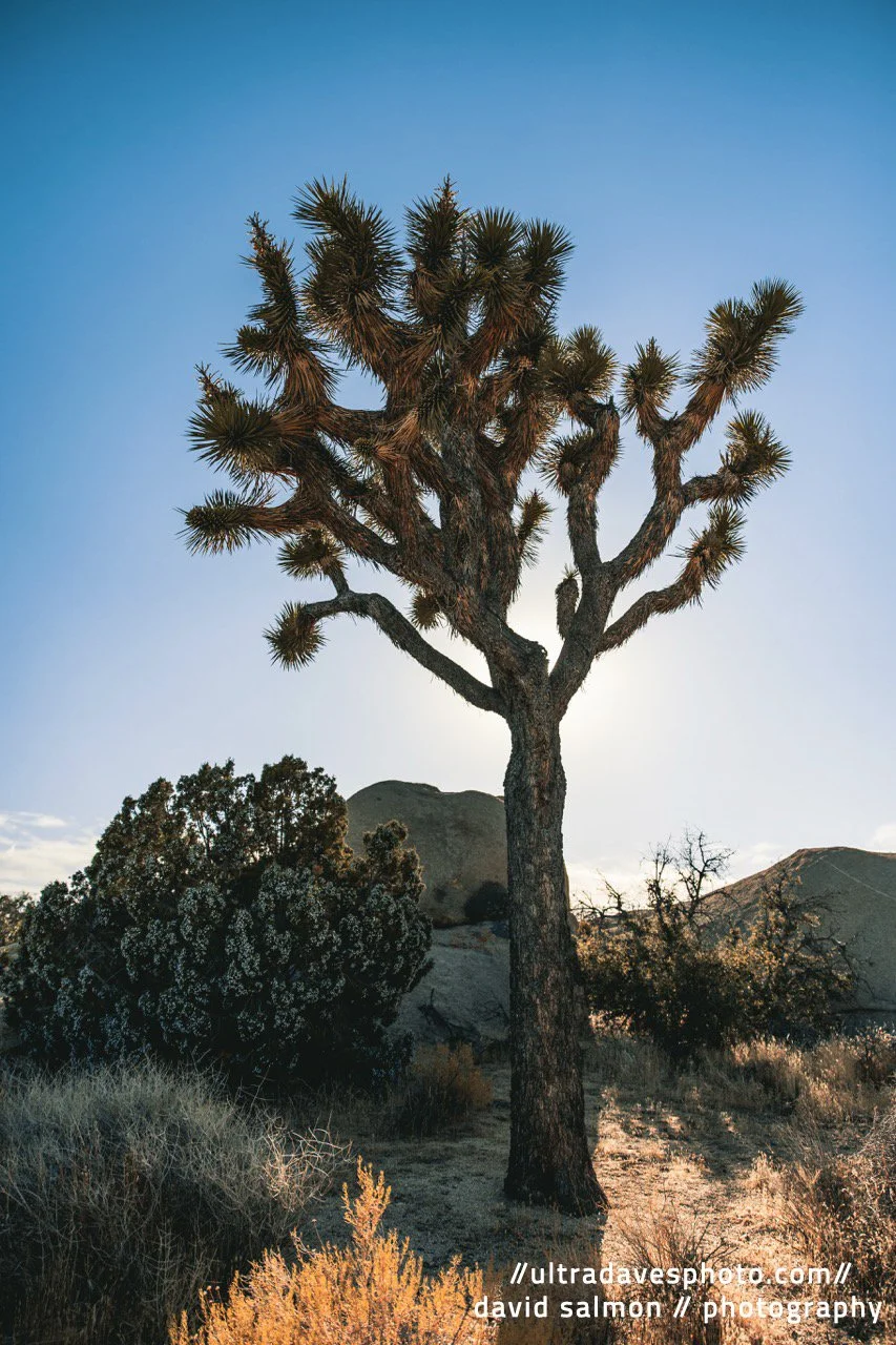 2020 - The Majestic Tree. Shot with a Canon R6 // RF 24-70mm @ 24mm f2.8 ISO 100 1/3200s.