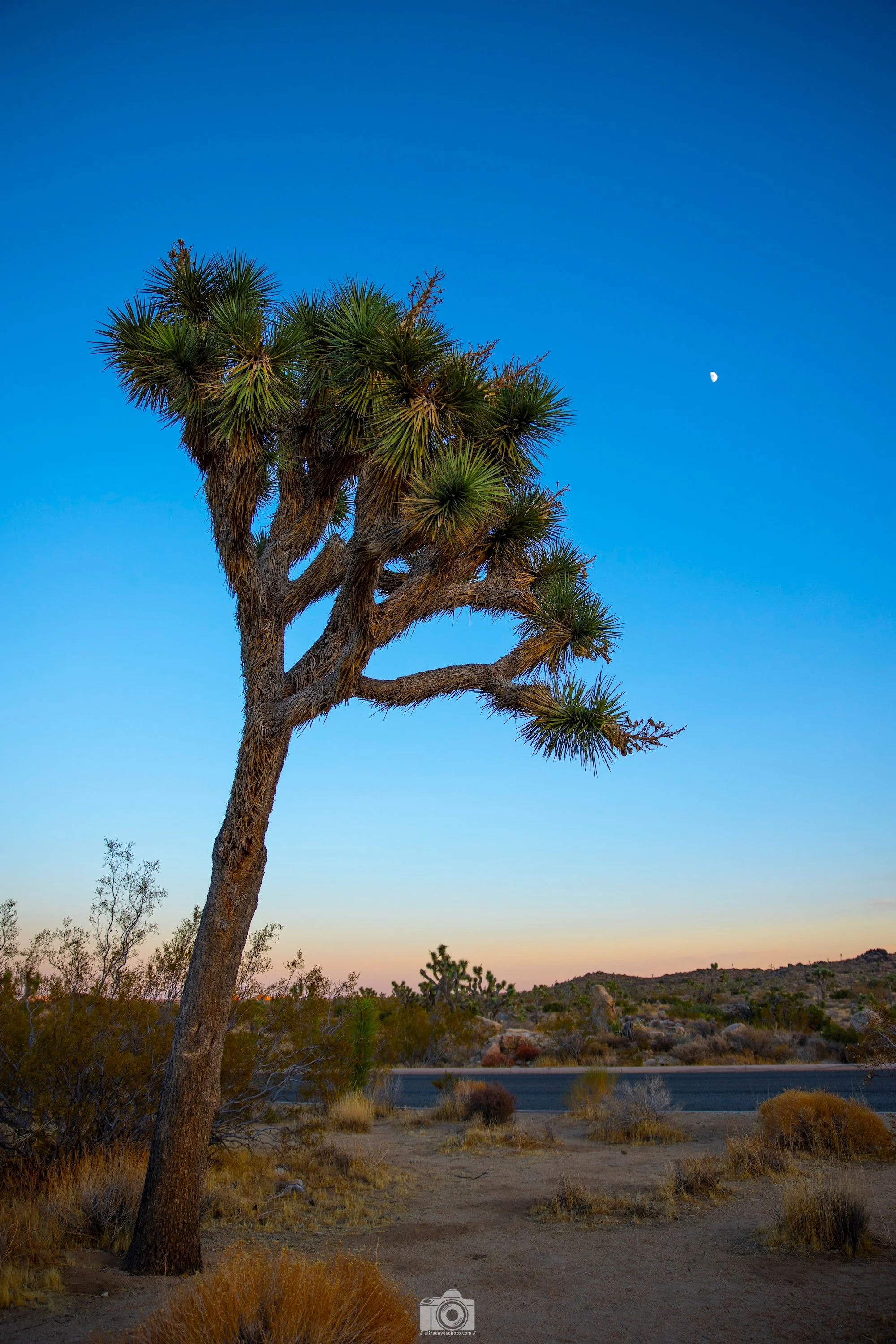 2020 - Yucca Brevifolia aka Joshua Tree are mainly found in the Mojave Desert here in California but they can also be found in Arizona, Utah, Nevada, and parts of Mexico.  Able to preserve itself in arid conditions, we can learn a lot about endurance