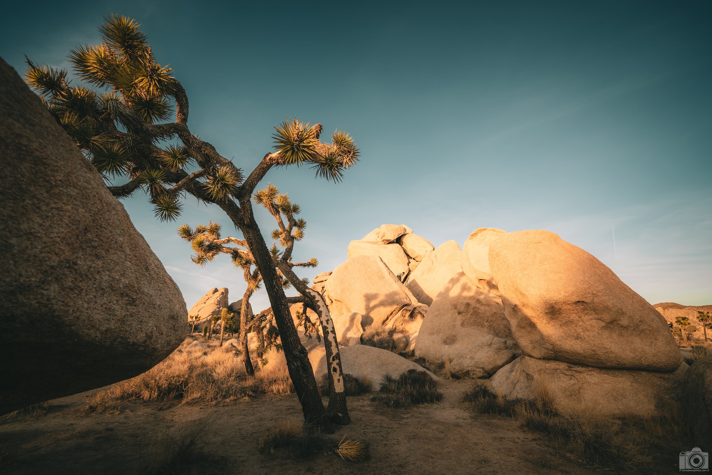 2025 - Joshua Tree resting on Rock.  Shot with a Sony a7c II // FE 12-24mm G @ 16mm f/4 ISO 100 - 1/250s.