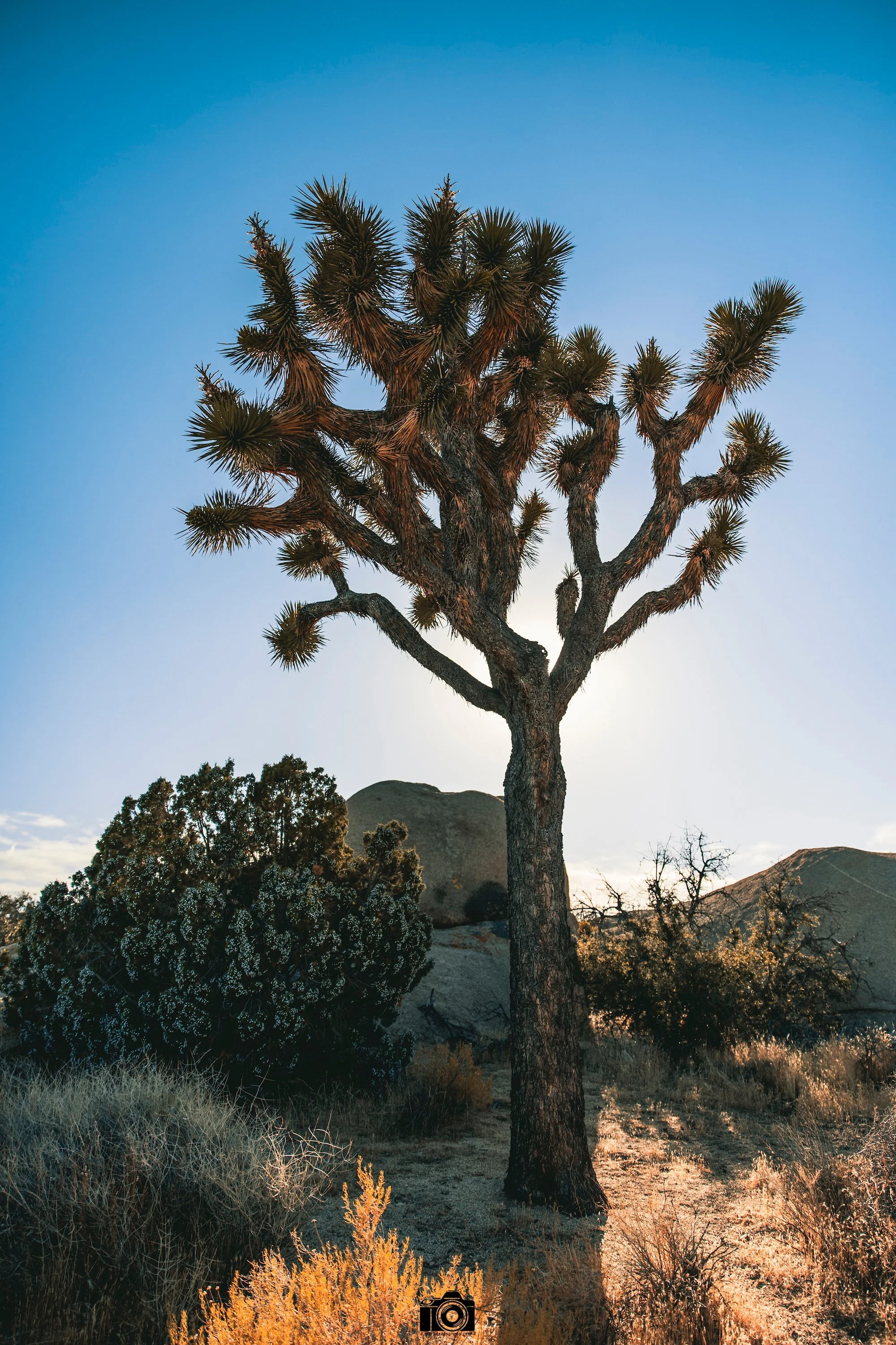 2020 - The Majestic Tree.  Shot with a Canon R6 // RF 24-70mm @ 24mm f2.8 ISO 100 1/3200s.
