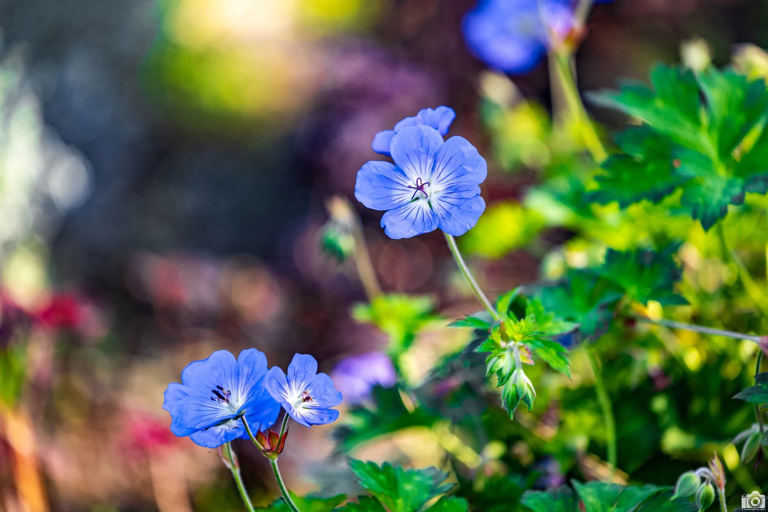 2025 - Blue Geraniums.  These blossom in either Pink, Purple or Blue.  I have owned and used both the RF 70-200 f2.8L and f4L.  I initially had the f4 and sold that to upgrade to the f2.8L, however, aside from better bokeh, I didn't need the bulk and