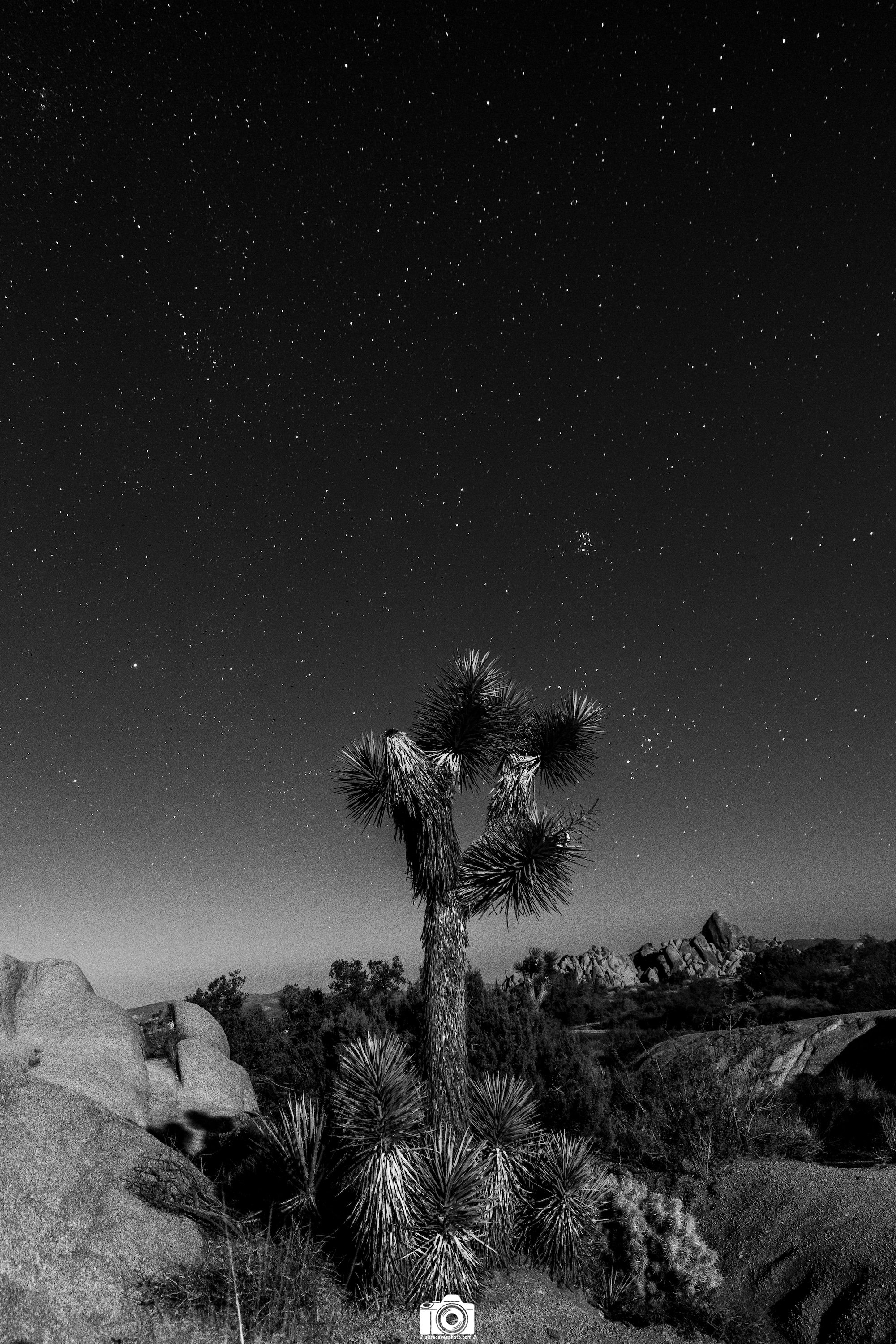 Joshua Tree Nightsky Star Cluster B&W - Full Resolution JPG Download