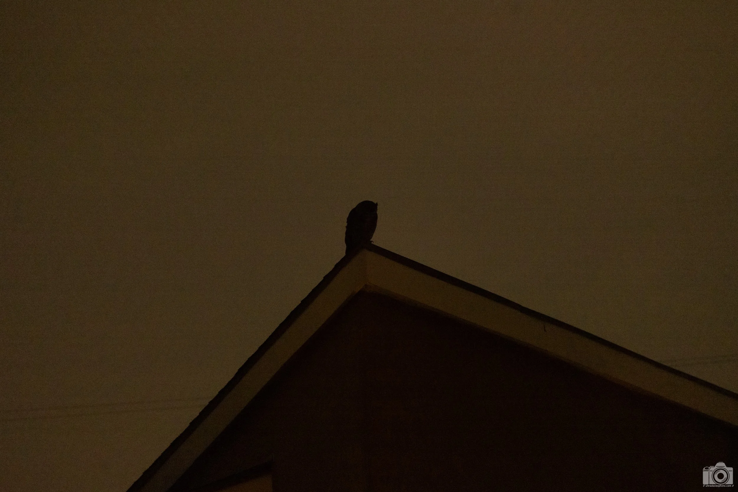 2023 - The Owl Amongst Us.  We noticed him outside, and I quickly ran inside to grab my camera.  It was pretty cool to watch him scope things out and then he swooped down to catch his prey.  He nested on the other side of the same house and we can se