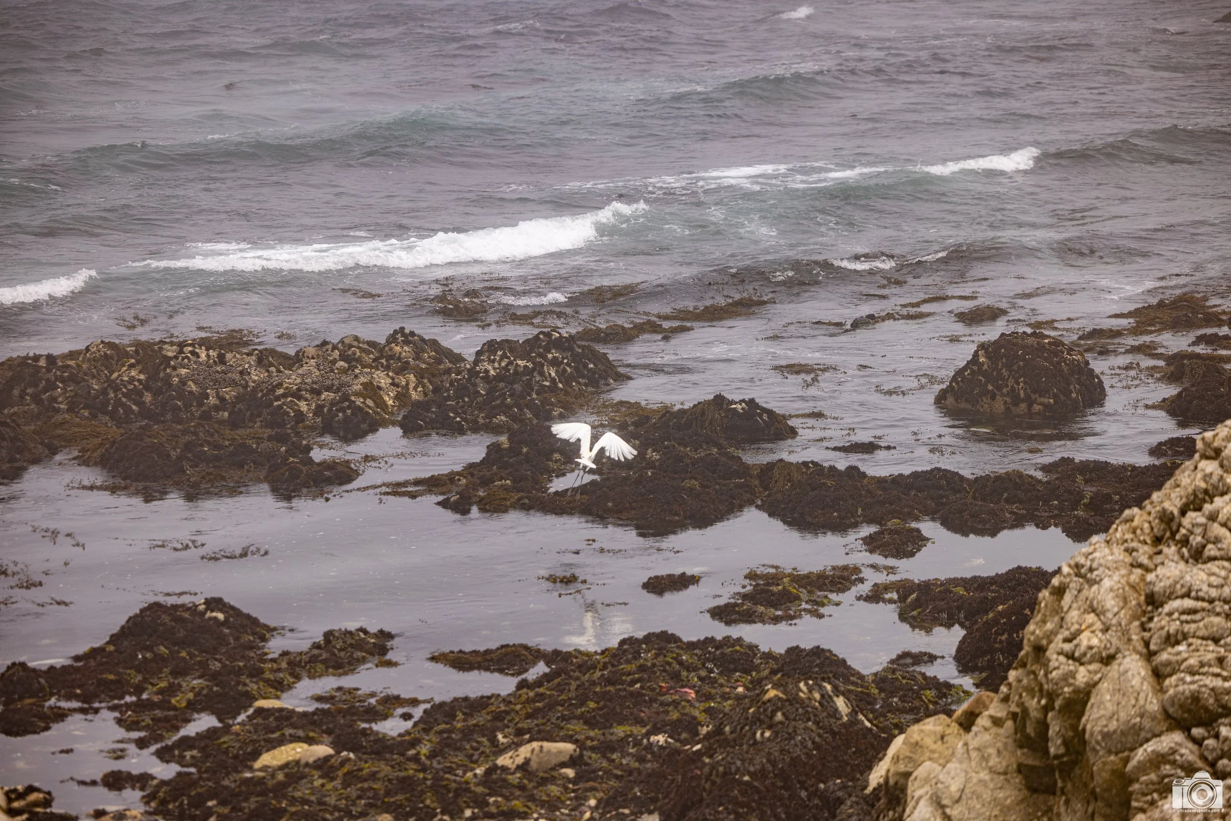 Catching The Wind.  The remaining photos in this album is a sequence of his movement in the air.  Shot taken with a Canon EOS R5 with an RF 70-200mm f/2.8L @ 135mm - f/2.8 ISO 100 1/3200s.