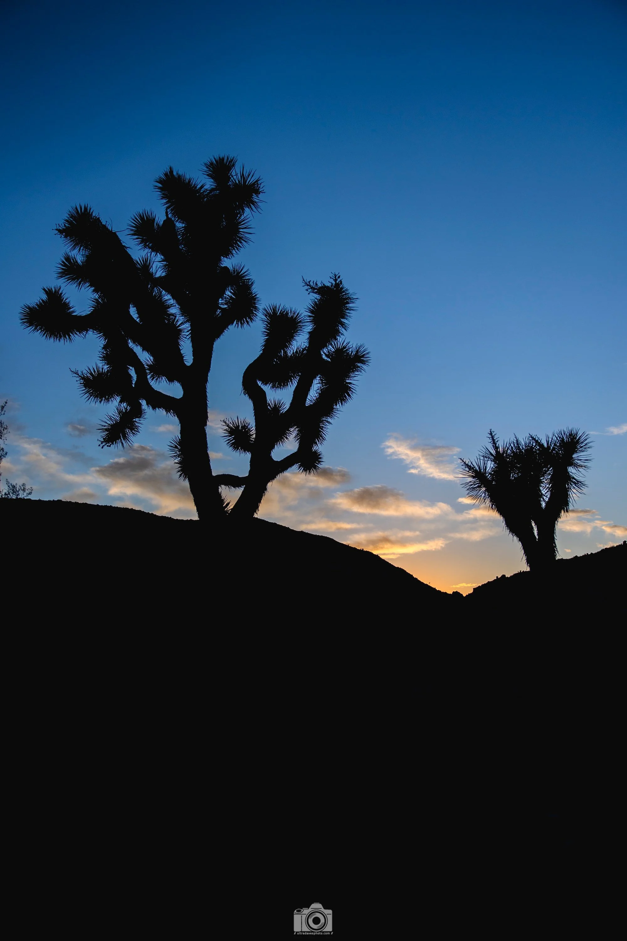 Joshua Tree - We Become Silhouettes - Full Resolution JPG Download