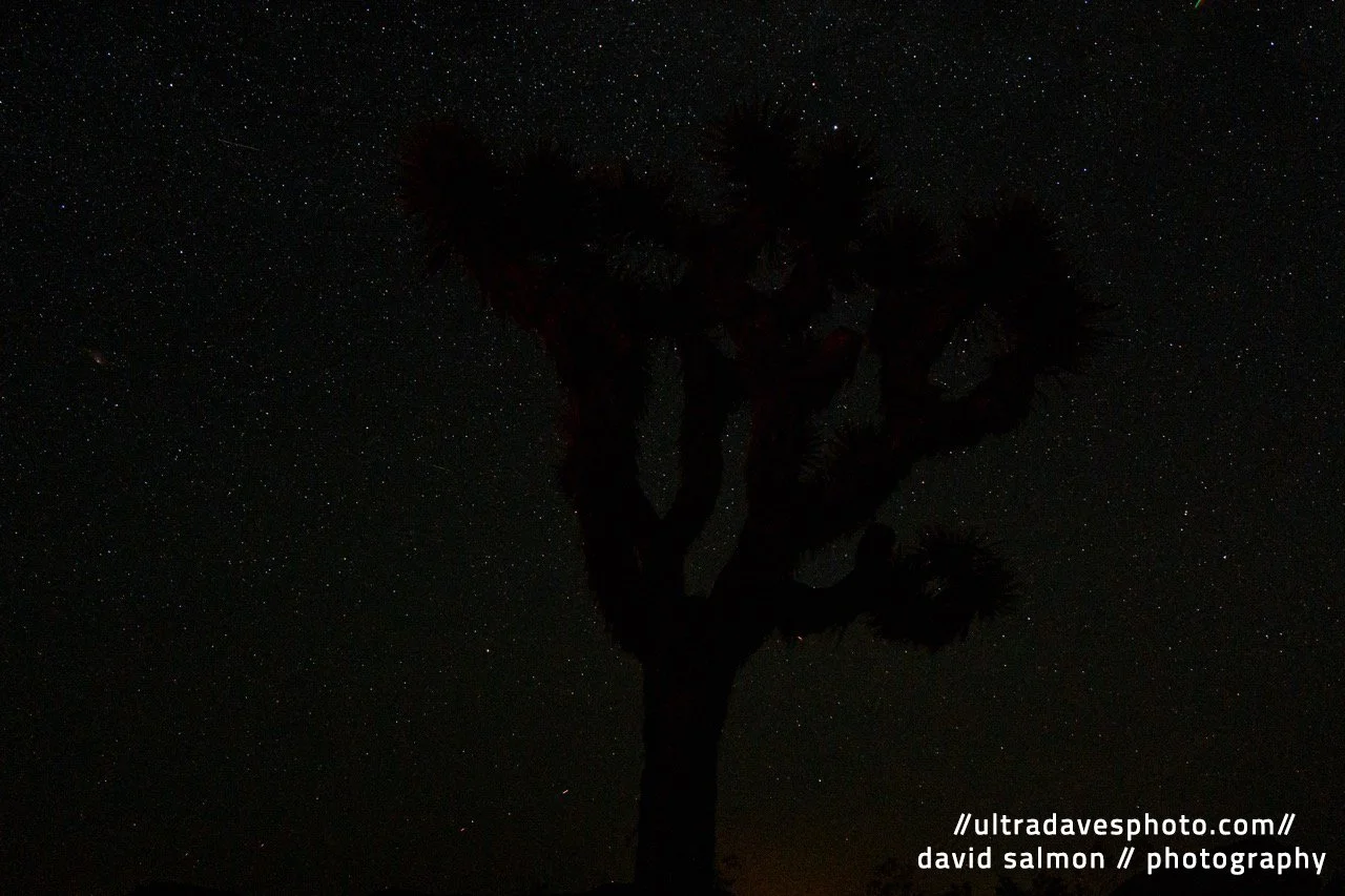 2024 - The dark tree. Shot with a Leica Q (Typ 116) // Fixed Summilux 28mm @ 35mm f/2.8 ISO 1600 - 5s. Tripod mounted.