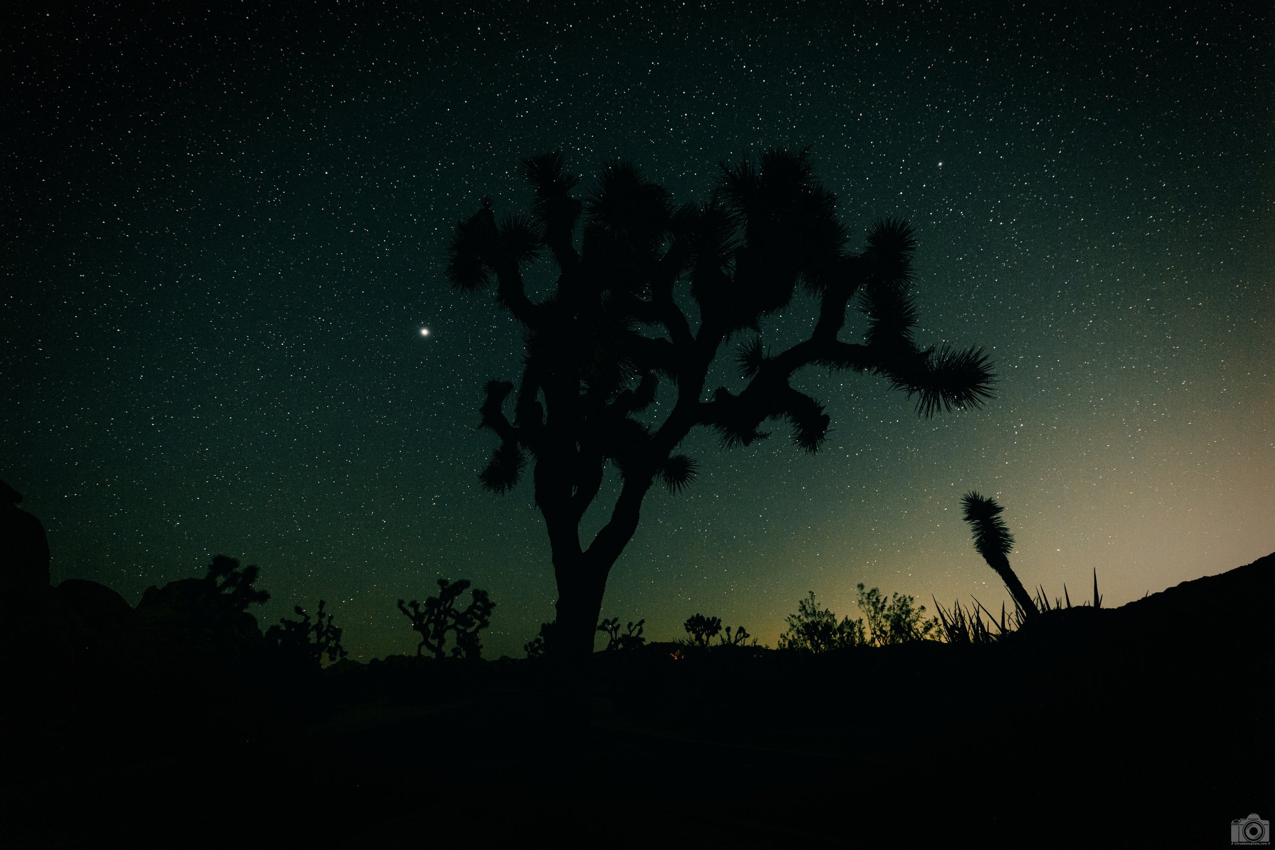 Joshua Tree Night Sky Silhouette - Full Resolution JPG Download