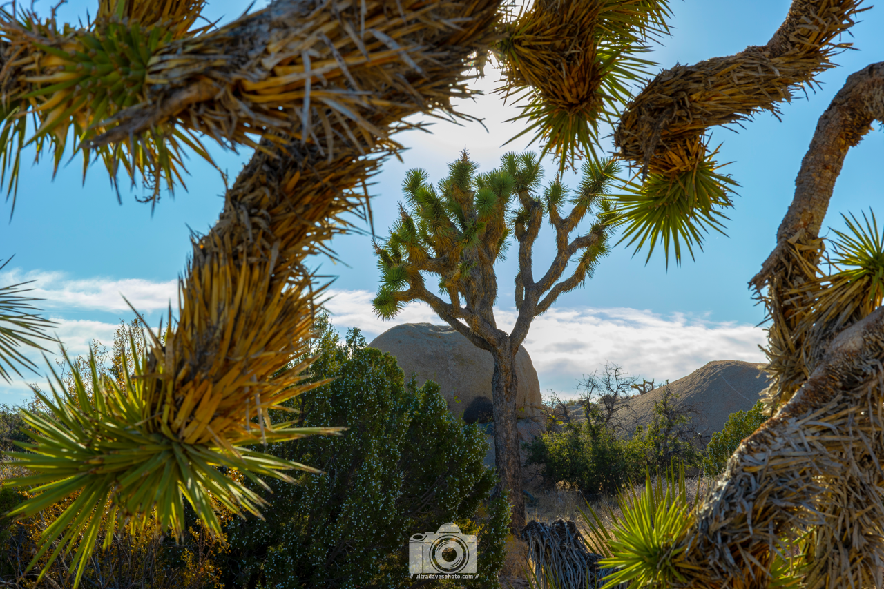 2020 - Joshua Tree framed by another Joshua Tree. Shot with a Canon EOS R6 // RF 24-70mm @ 46mm f/3.2 ISO 100 - 1/100s.