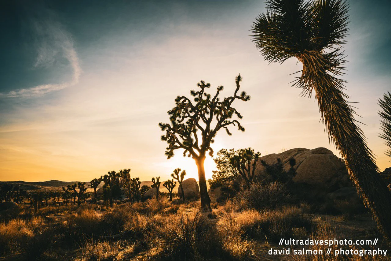 2025 - The Gnarly Joshua Tree. Shot with a Sony a7c II // FE 12-24mm G @ 24mm f/8 ISO 100 - 1/125s.