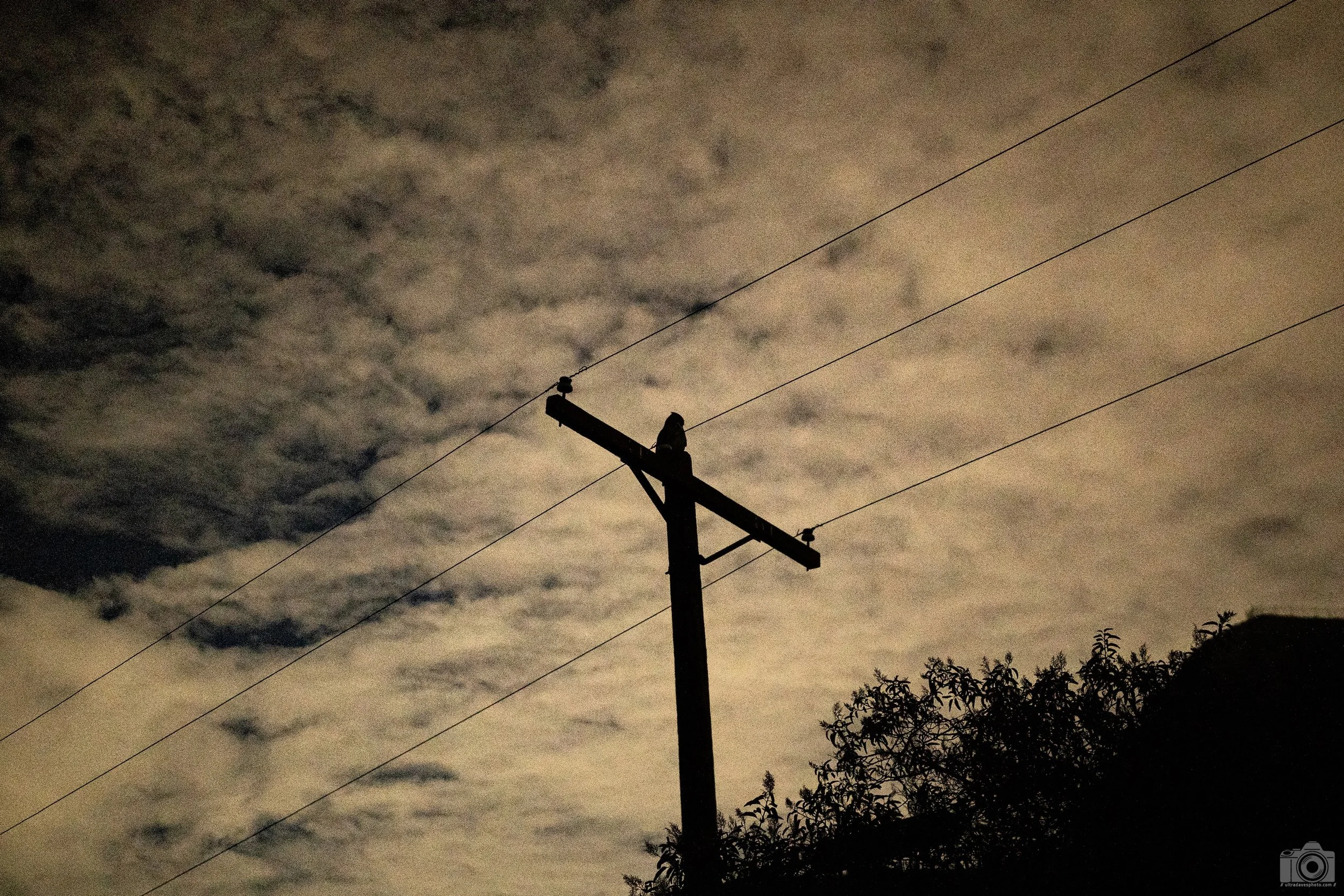 2025 - Griffith Park Trails.  I am fascinated with Owls...  Shot with a Sony a7c // FE 35mm f/1.4 GM @ ISO 3200 - 1/100s. 