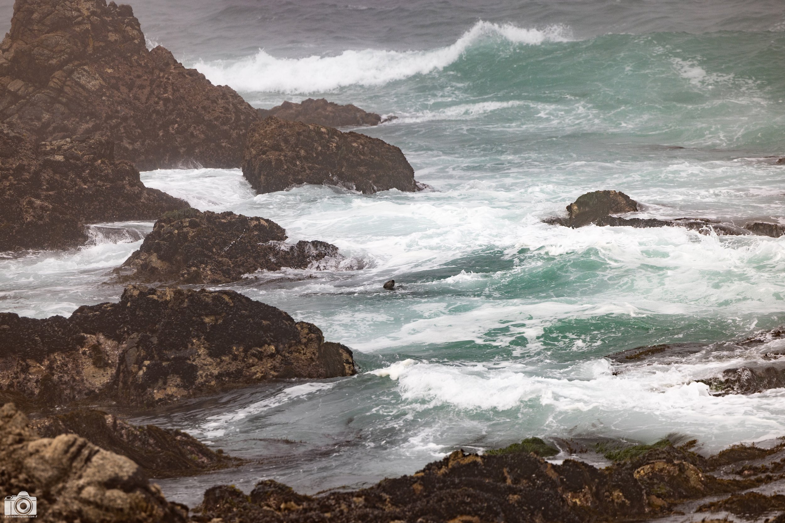 There was this sea lion just moving about with the waves.  Unfortunately even at 200mm you can't get that close, but you can see the waves that he was easily navigating.  Shot taken with a Canon EOS R5 with an RF 70-200mm f/2.8L @ 200mm - f/4 ISO 100