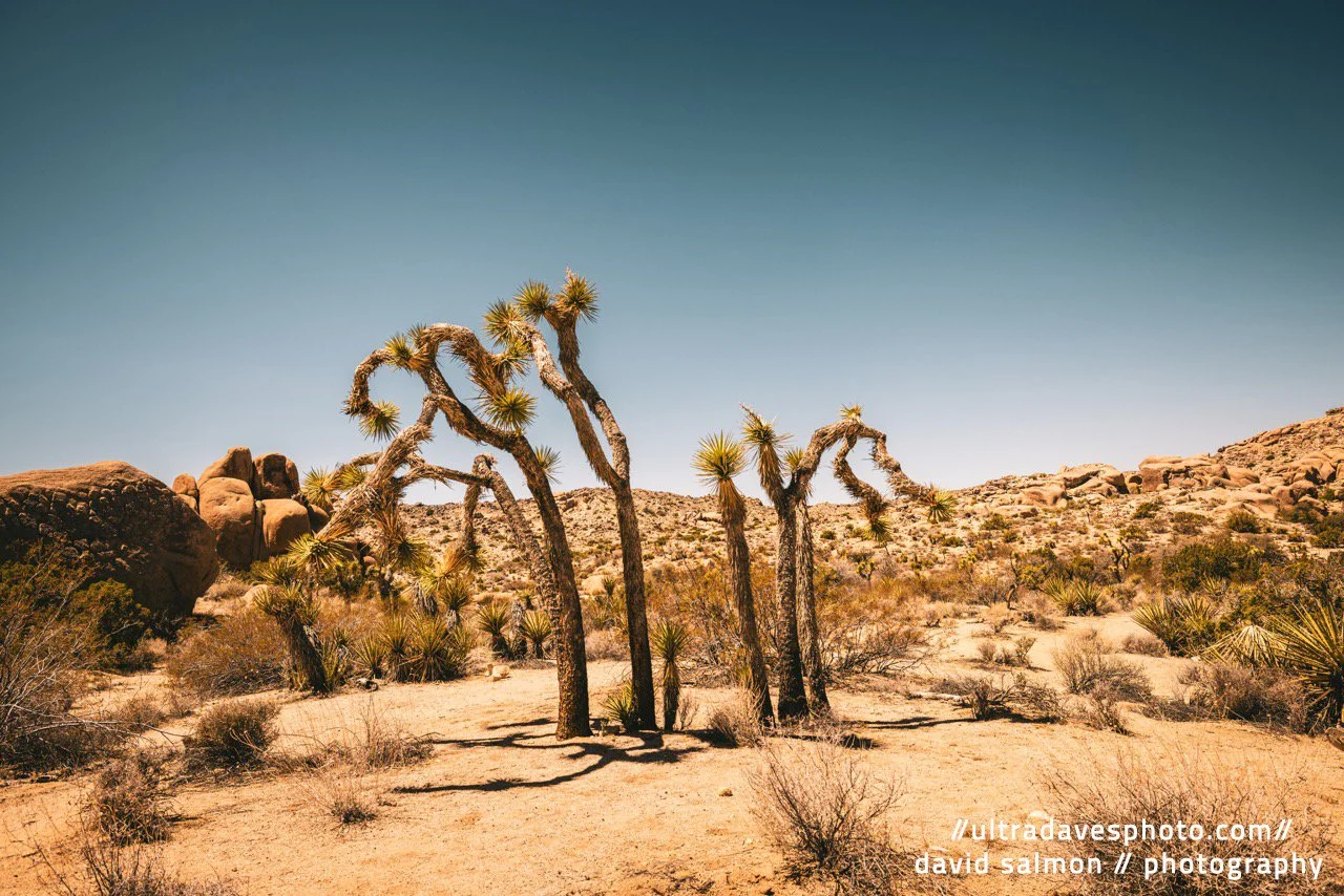 2025 - The Waving Trees provide no shade. Shot with a Canon EOS R5 // RF 15-35mm @ 22mm f/8 ISO 100 - 1/320s.