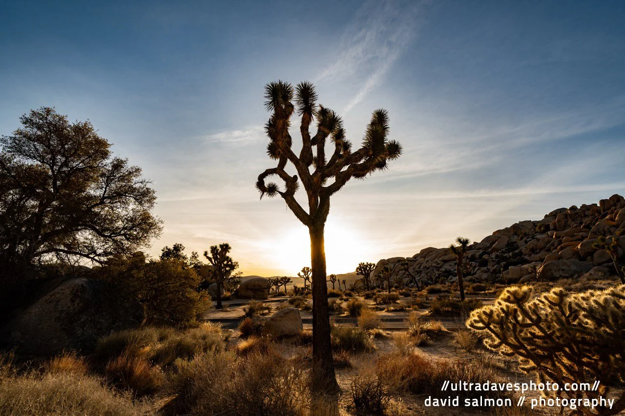 2025 - The Trees are alive with the light of the sun. Shot with a Sony a7c II // FE 12-24mm G @ 17mm f/8 ISO 100 - 1/125s.