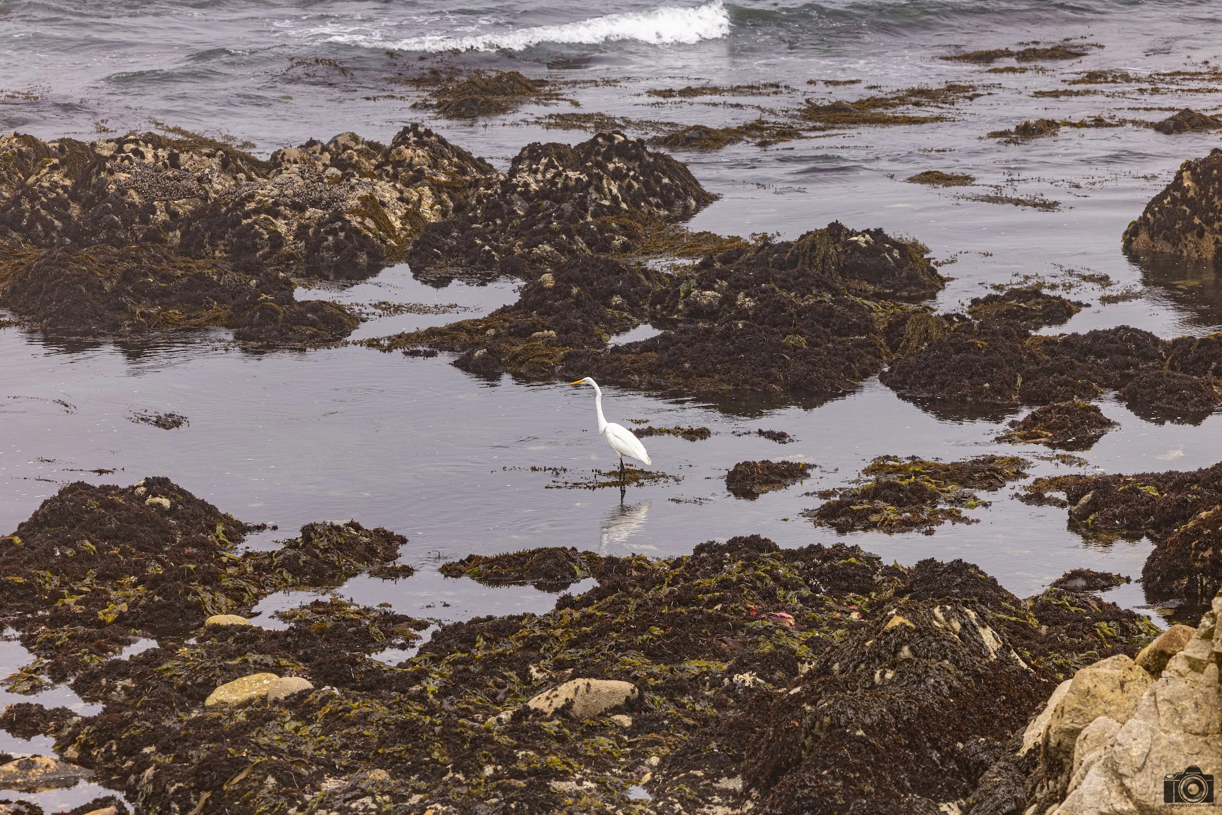 This is a Great Egret aka a Great White Heron.  I was watching him from above about 50ft (15 meters) away.  A 400mm lens would have been great, but nonetheless, I waited patiently as he was hunting.  I was fortunate enough to catch him take flight.  